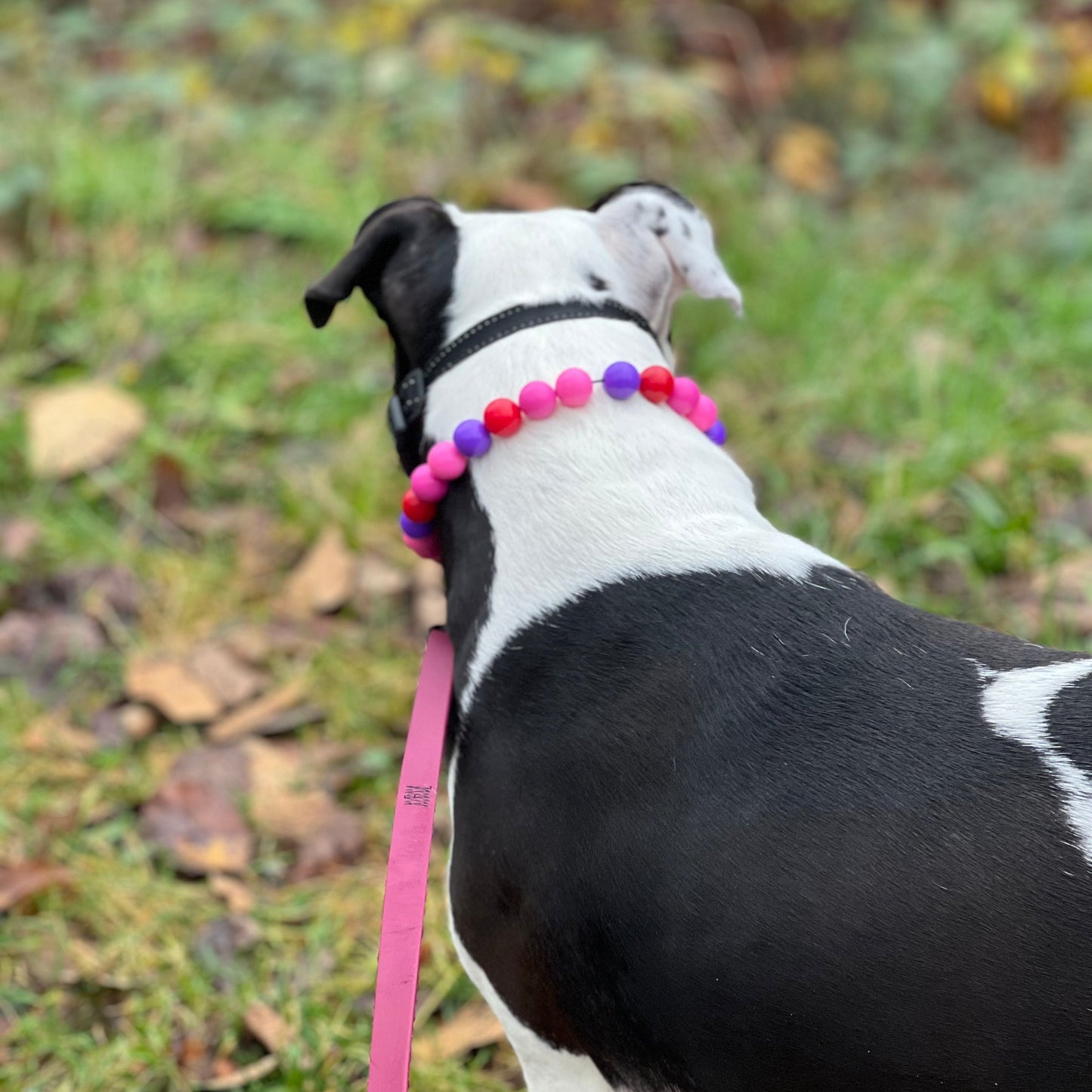 Black and White Dog in Reign Collar - Purple, Red, Pink