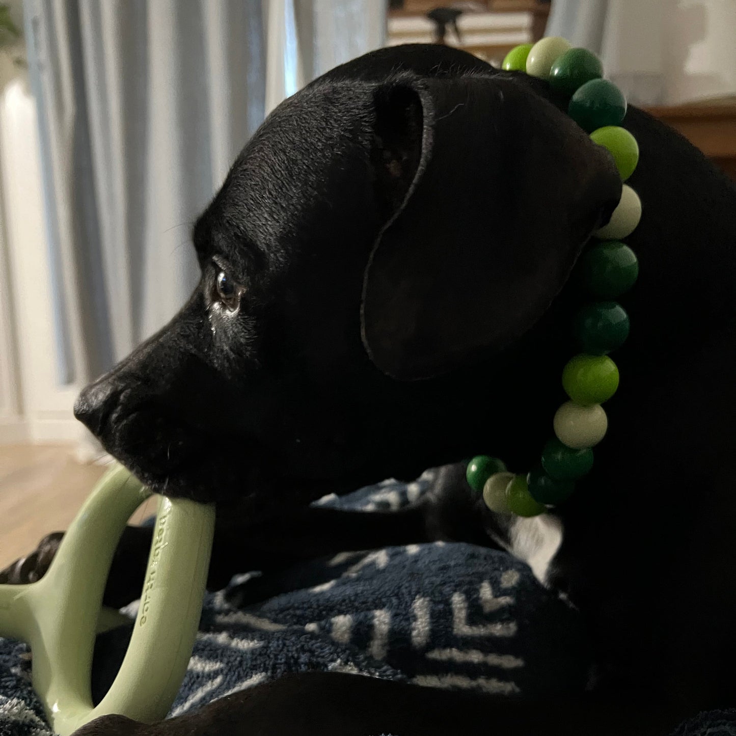 Black pitbull dog wearing the Resting Grinch Face a Christmas Winter Theme Handmade Beaded Dog Collar made with alternating green acrylic beads, aircraft grade stainless steel and a o ring.