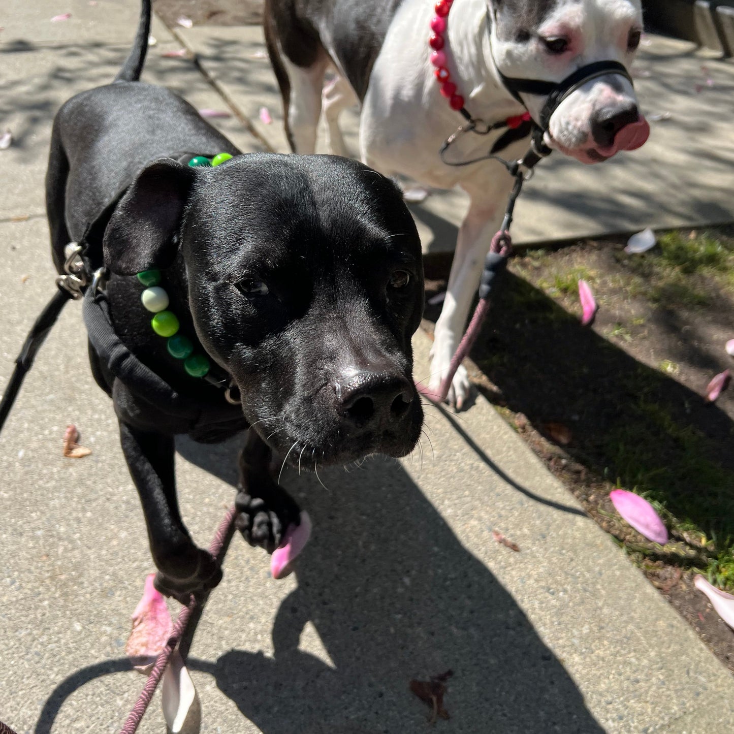 Two dogs walking wearing The Cupid - Handmade Slip on Beaded Pet Collar made with acrylic light pink and bright pink, red and red heart beads - customizable - Durable - adorable - Valentines Collection Dog Collar
