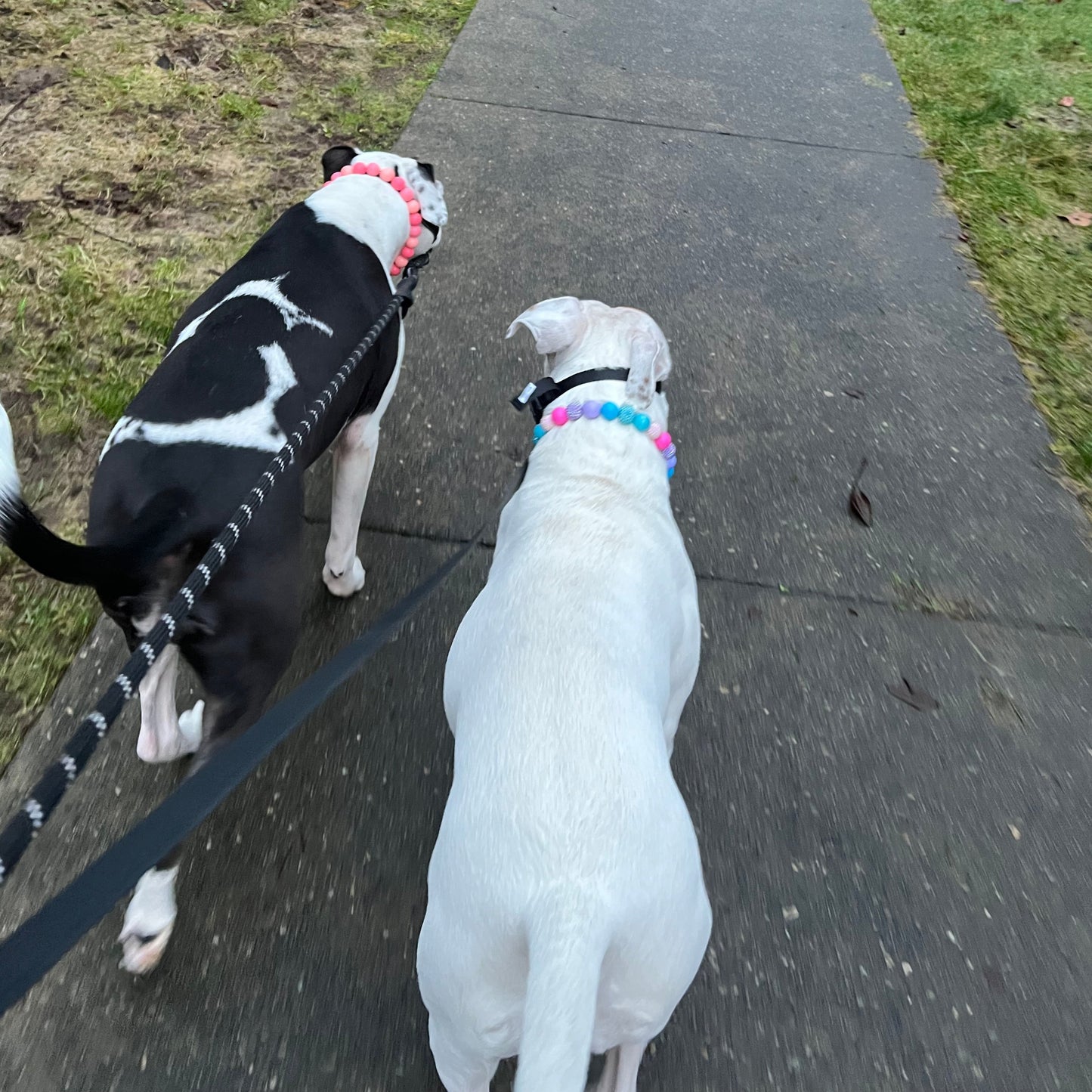 Pitbull mix dogs walking and wearing slip on acrylic beaded dog collars.