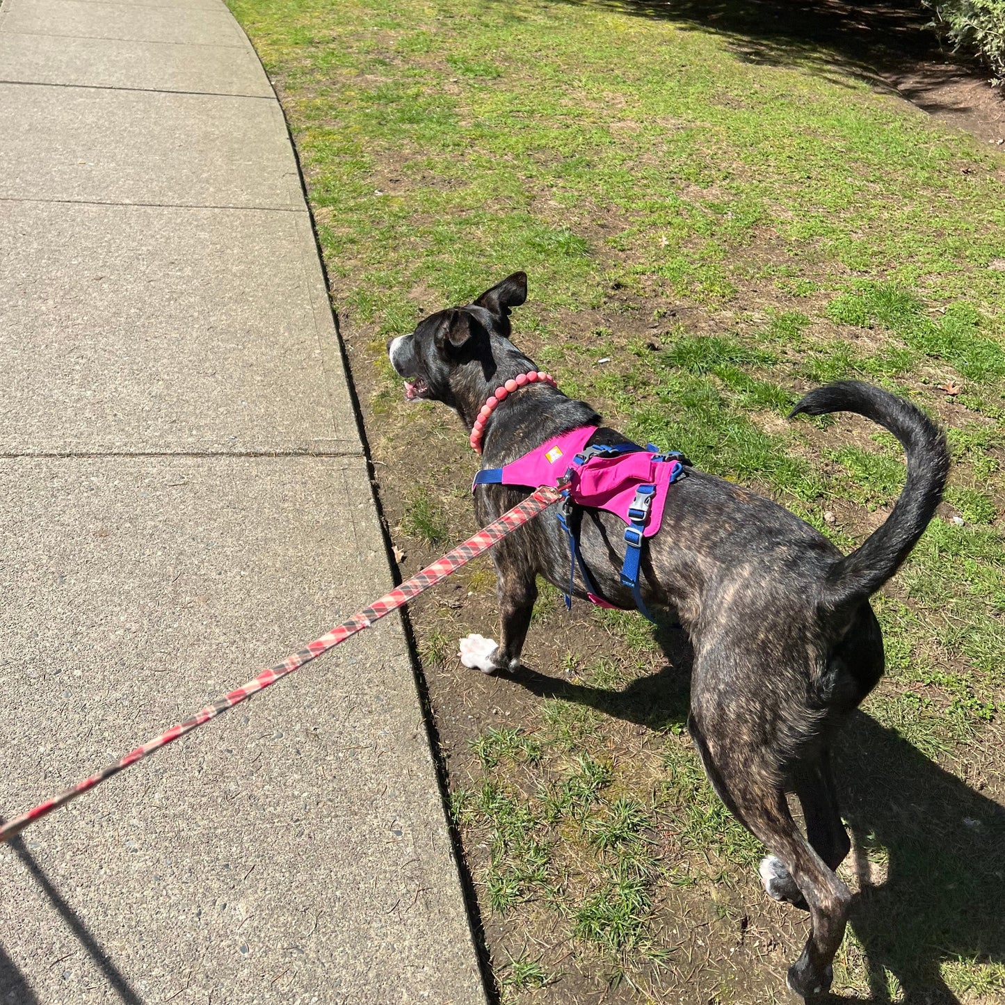 Pitbull mix breed dog wearing a watermelon red and pink slip on acrylic beaded pet collar.