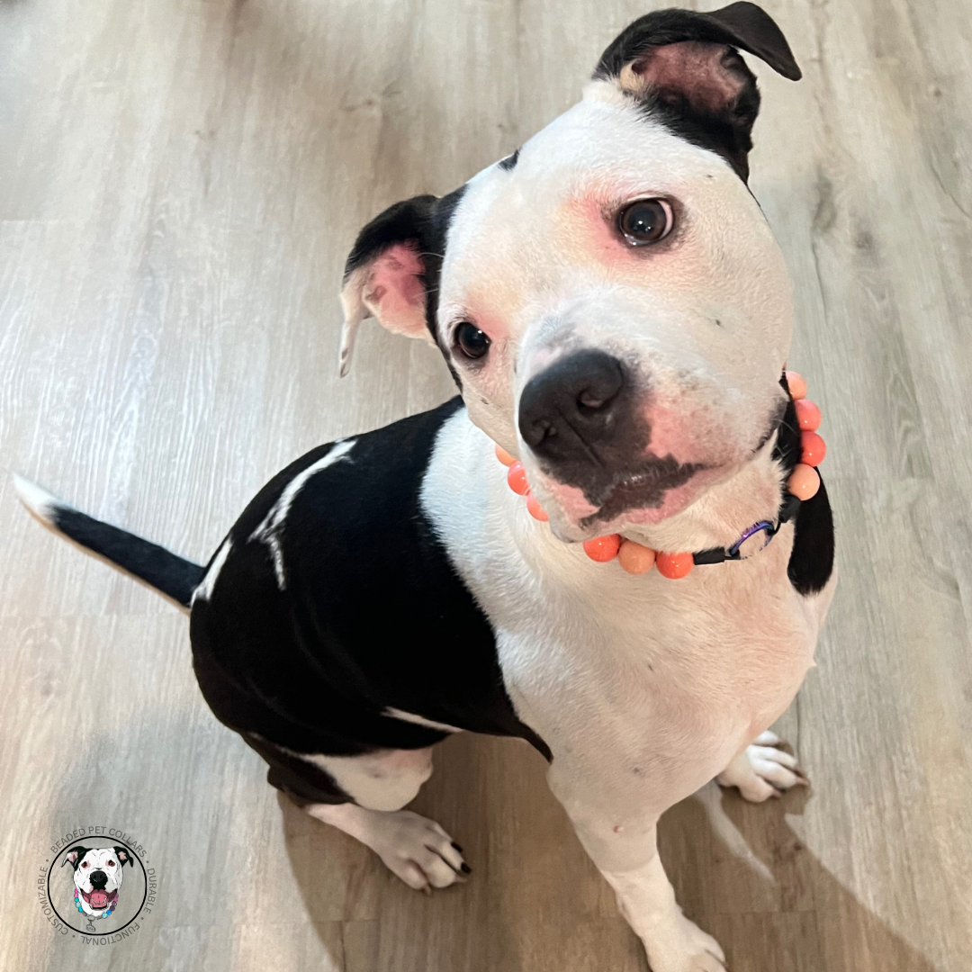 Pitbull mix dog sitting wearing a watermelon red and pink acrylic bead dog collar.