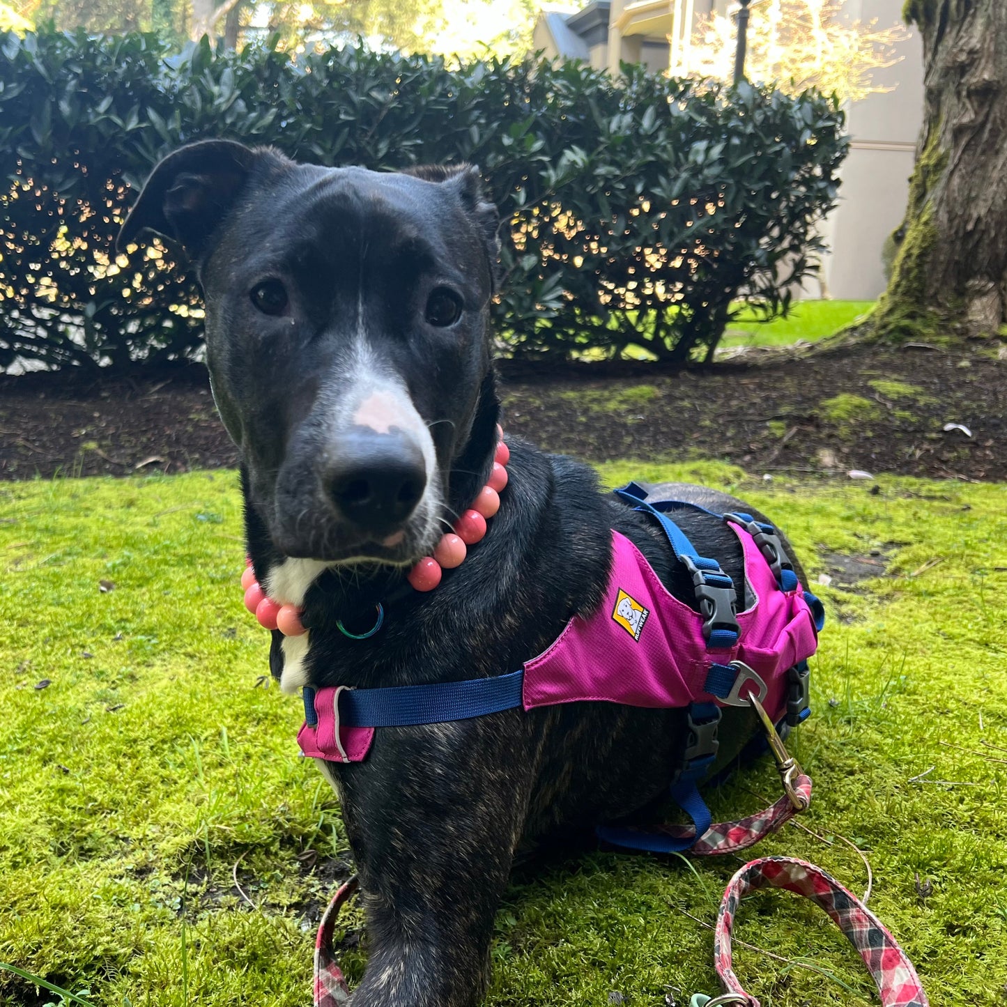 Three legged pitbull mix dog wearing a watermelon red and pink slip on beaded dog collar.