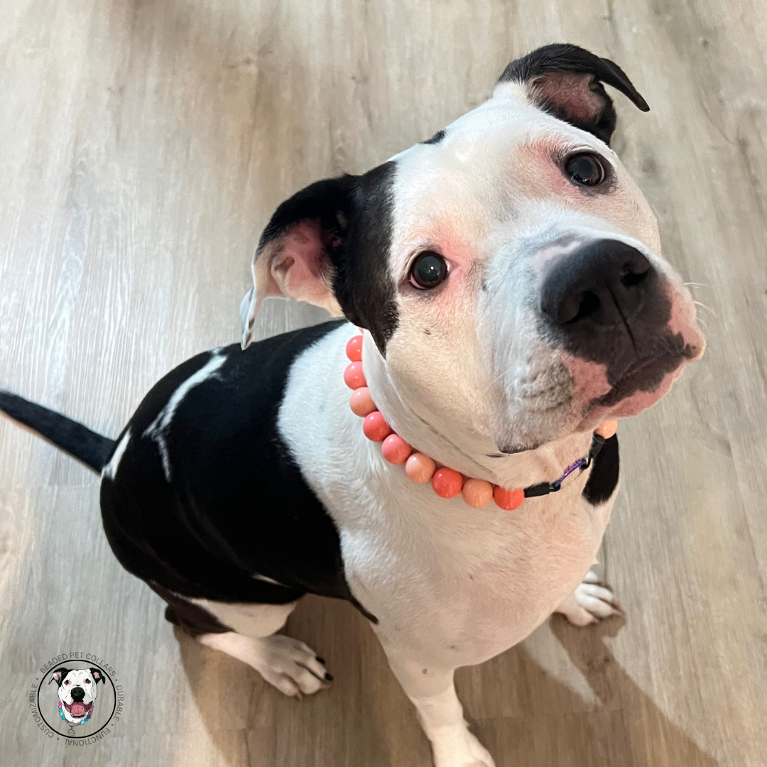Pitbull mix breed dog sitting wearing a watermelon red and pink beaded dog collar.