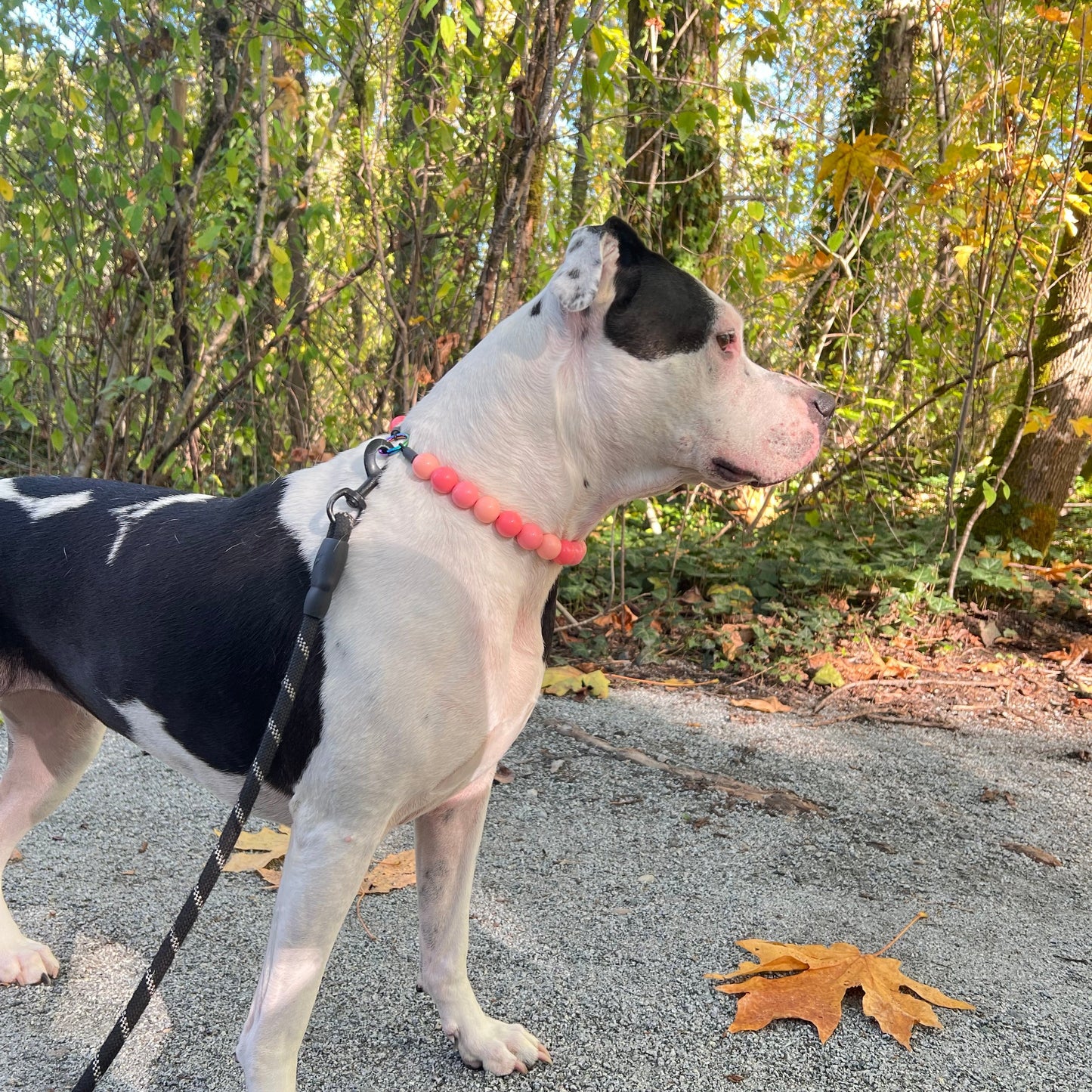RHODA