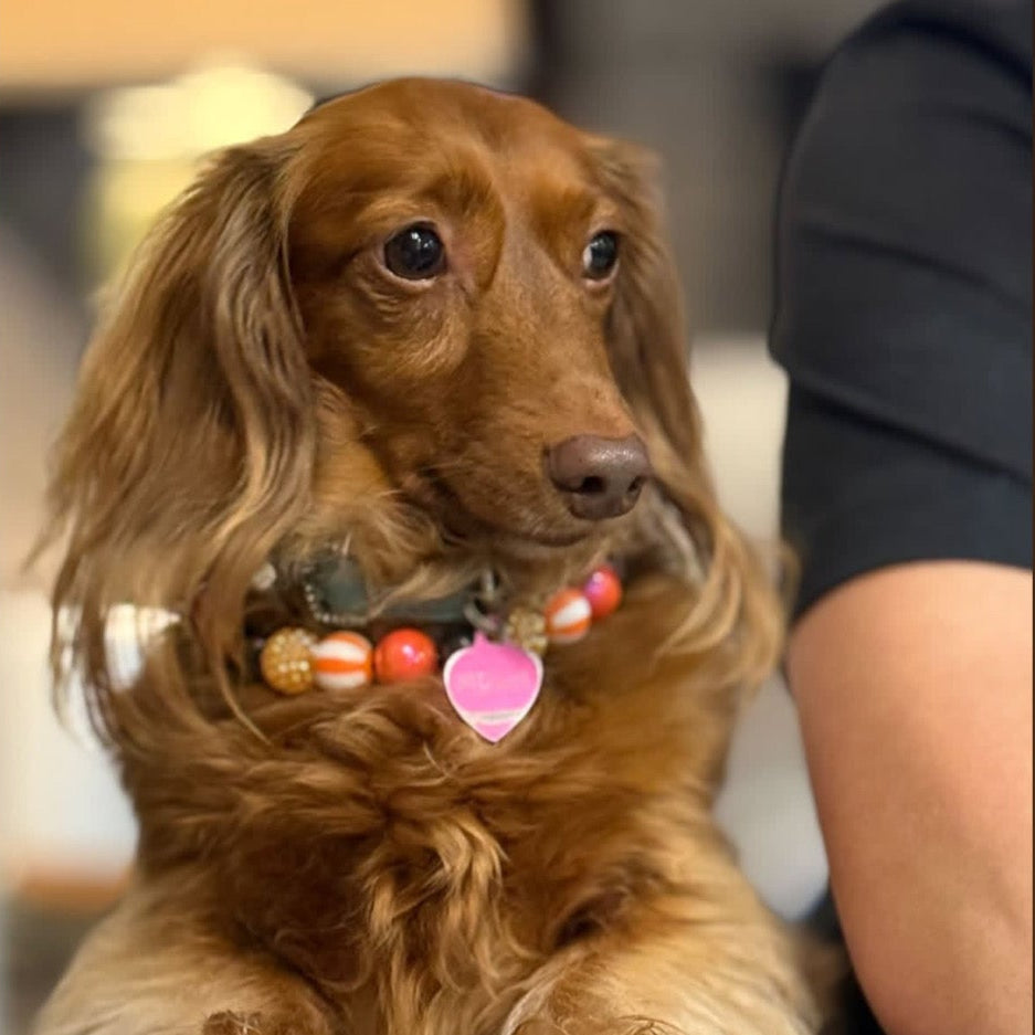 Dog wearing a collar with a heart-shaped tag on a table