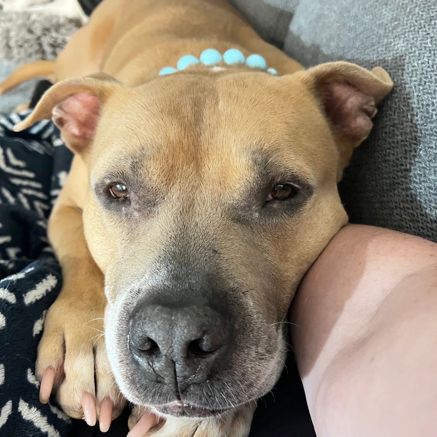 Dog being held by a person with a close-up of the dog's face.