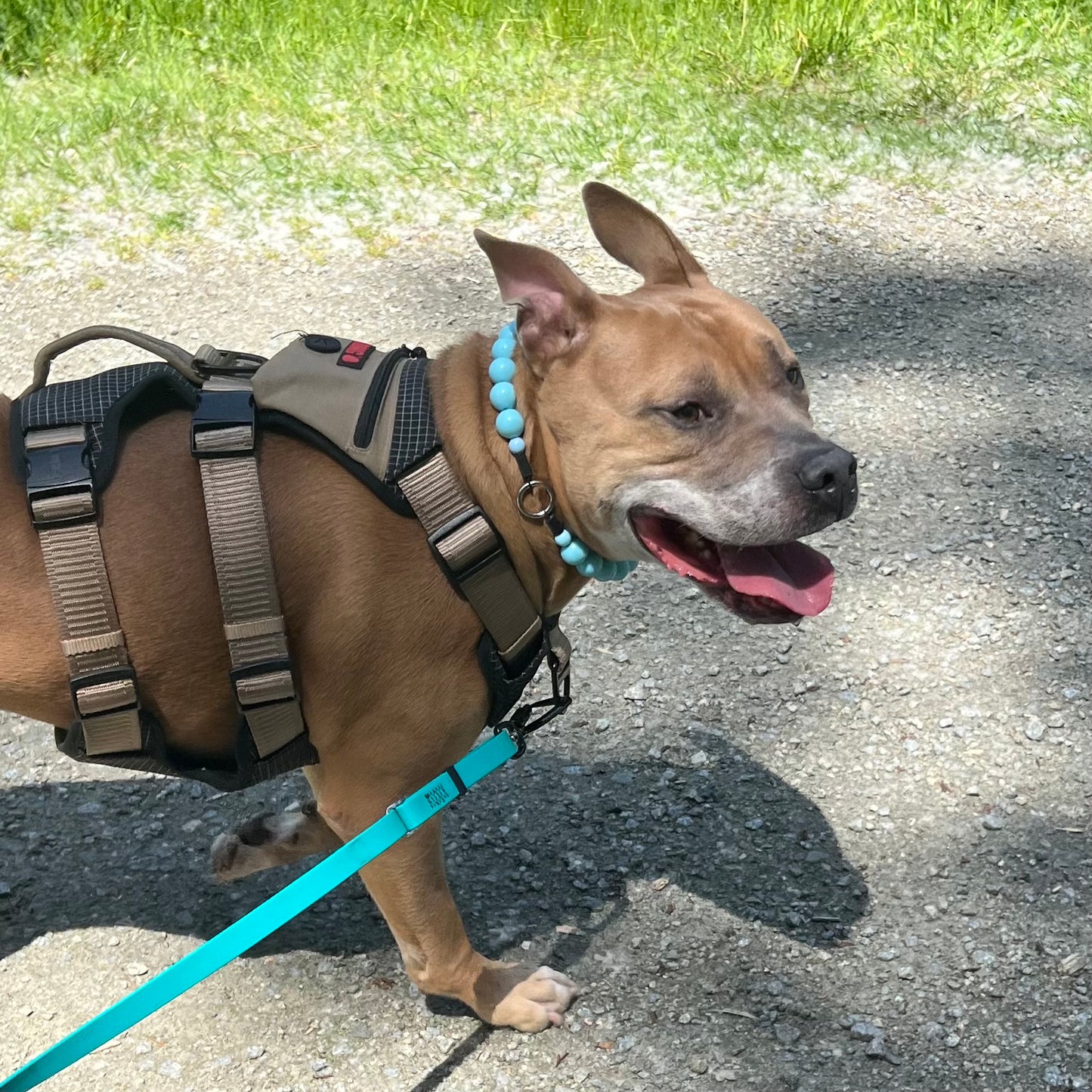 Dog wearing a harness and leash on a gravel path with grass in the background