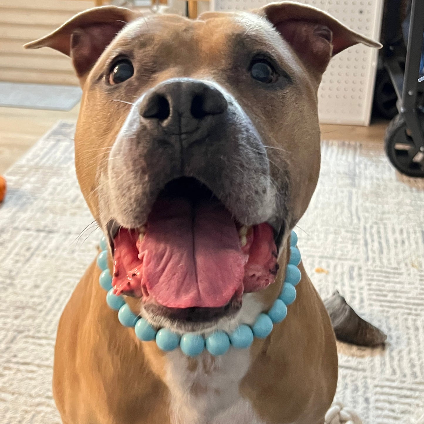 Dog wearing a blue beaded collar with a blurred indoor background