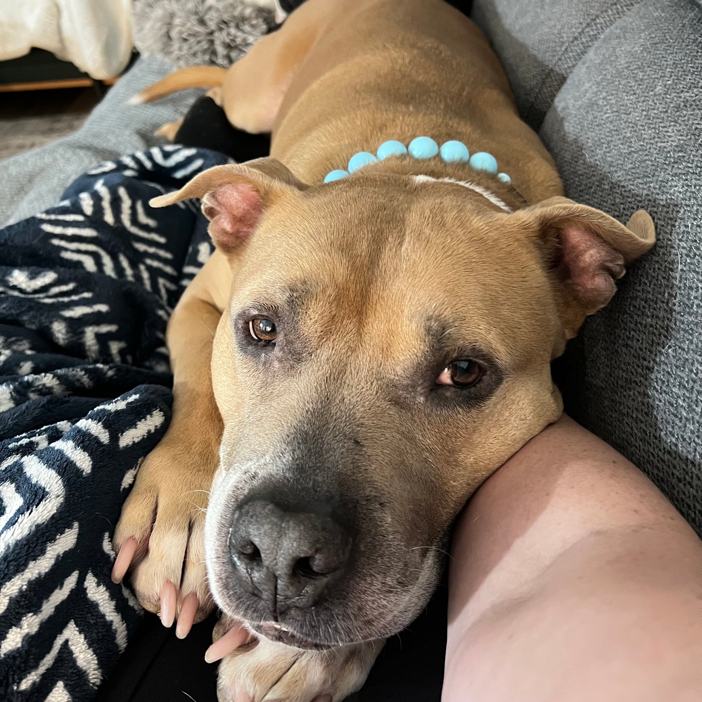 Dog lying on a person's lap with a blue collar, surrounded by patterned blankets.