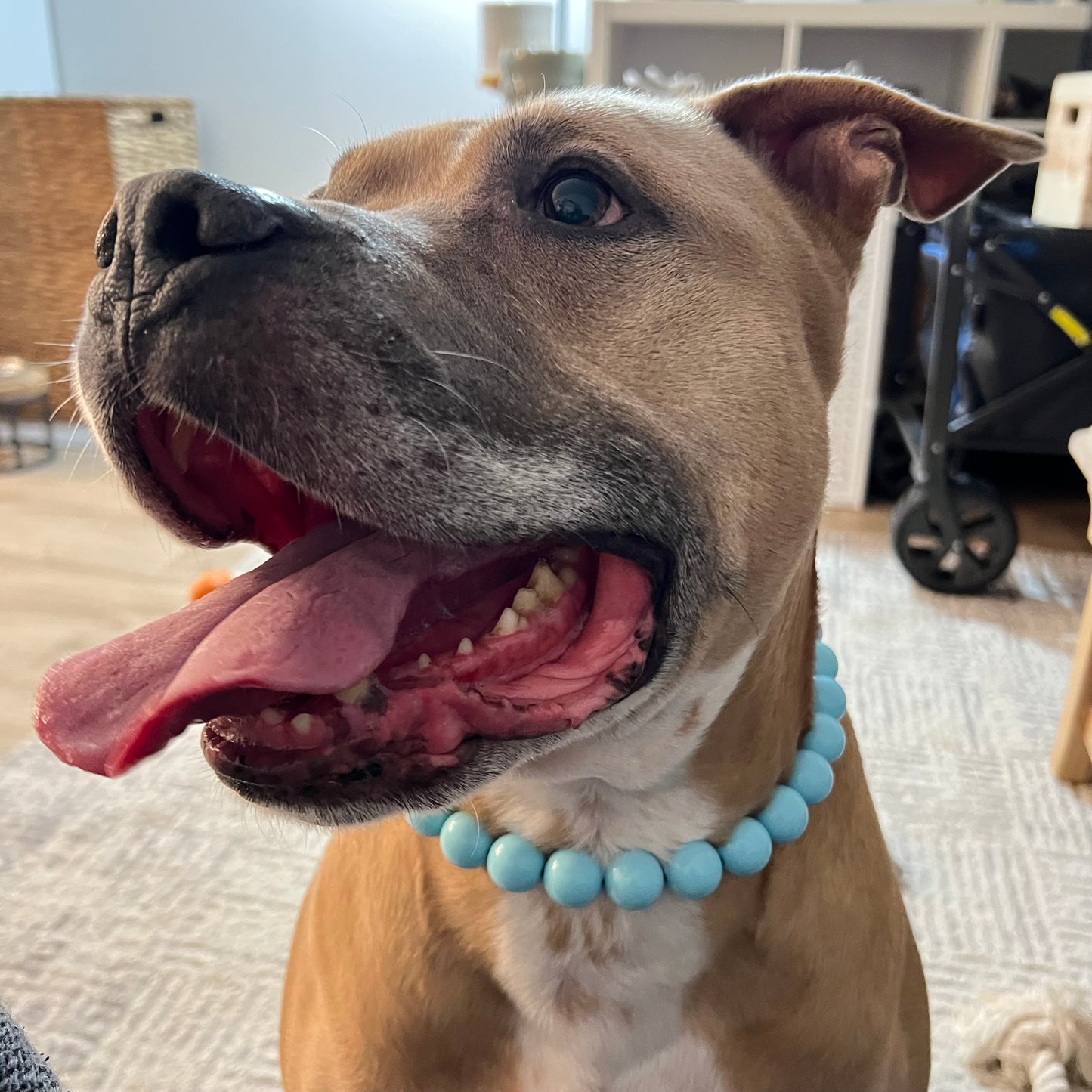 Dog with a blue beaded collar sitting indoors