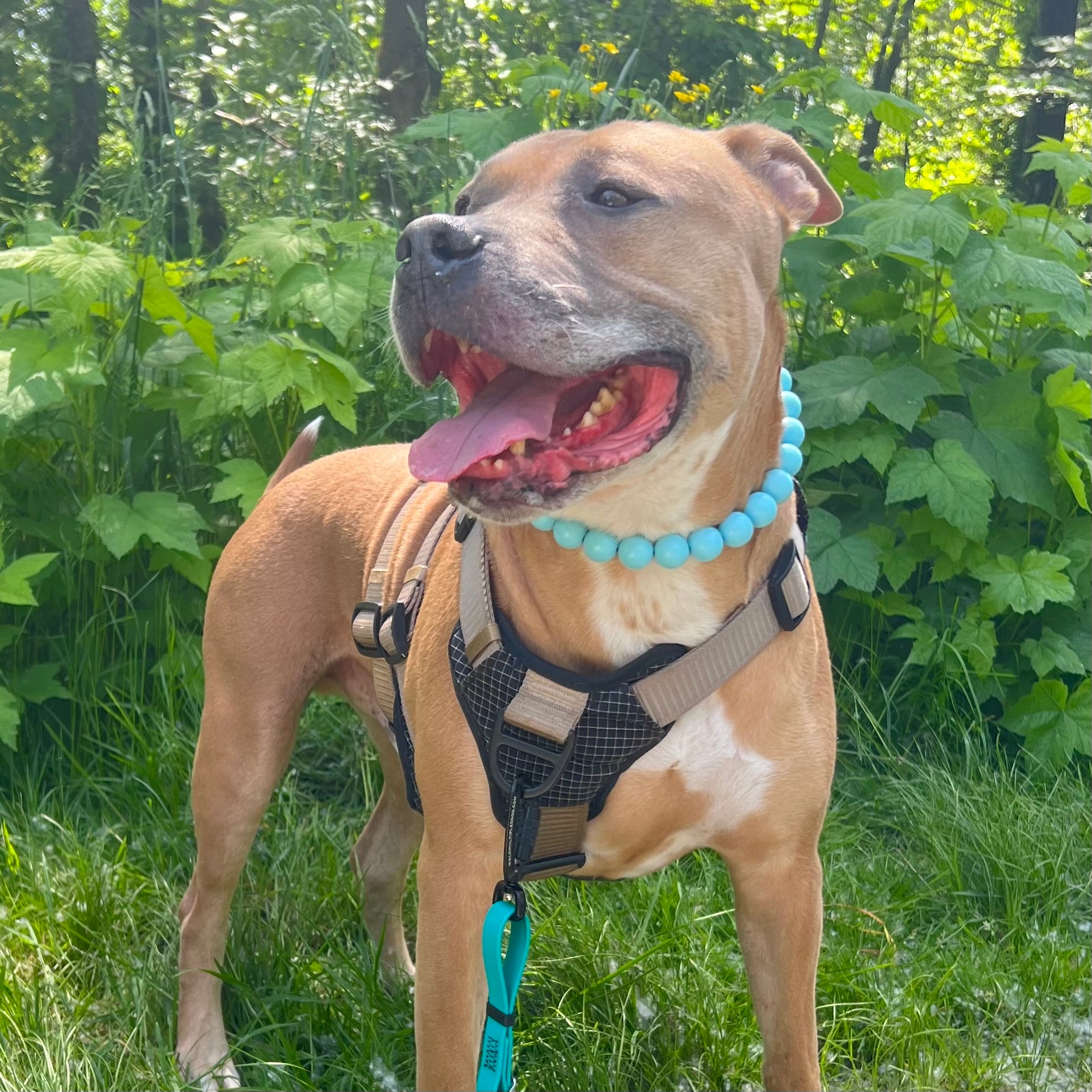 Dog wearing a harness and blue collar in a grassy outdoor setting