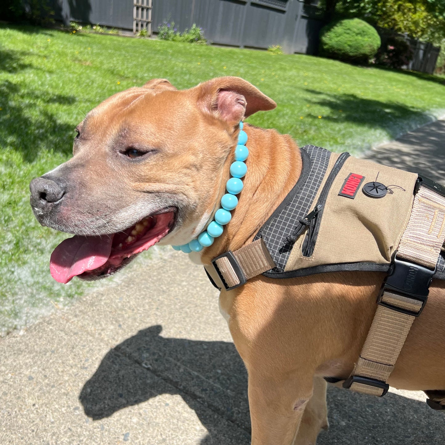 Dog wearing a harness and blue bead collar on a sunny day outdoors.