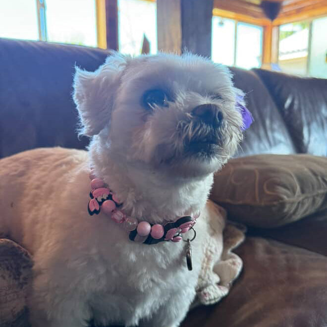 Small white dog with a pink collar sitting on a brown couch.