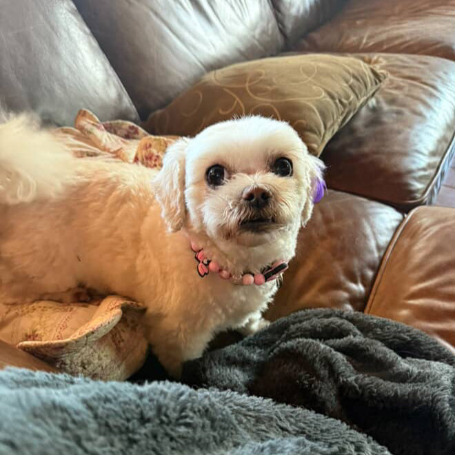 Small white dog sitting on a couch with a gray blanket