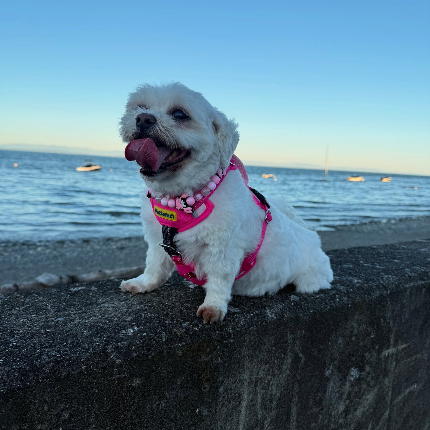 Small white dog on a leash with a pink harness sitting on a ledge by the ocean.