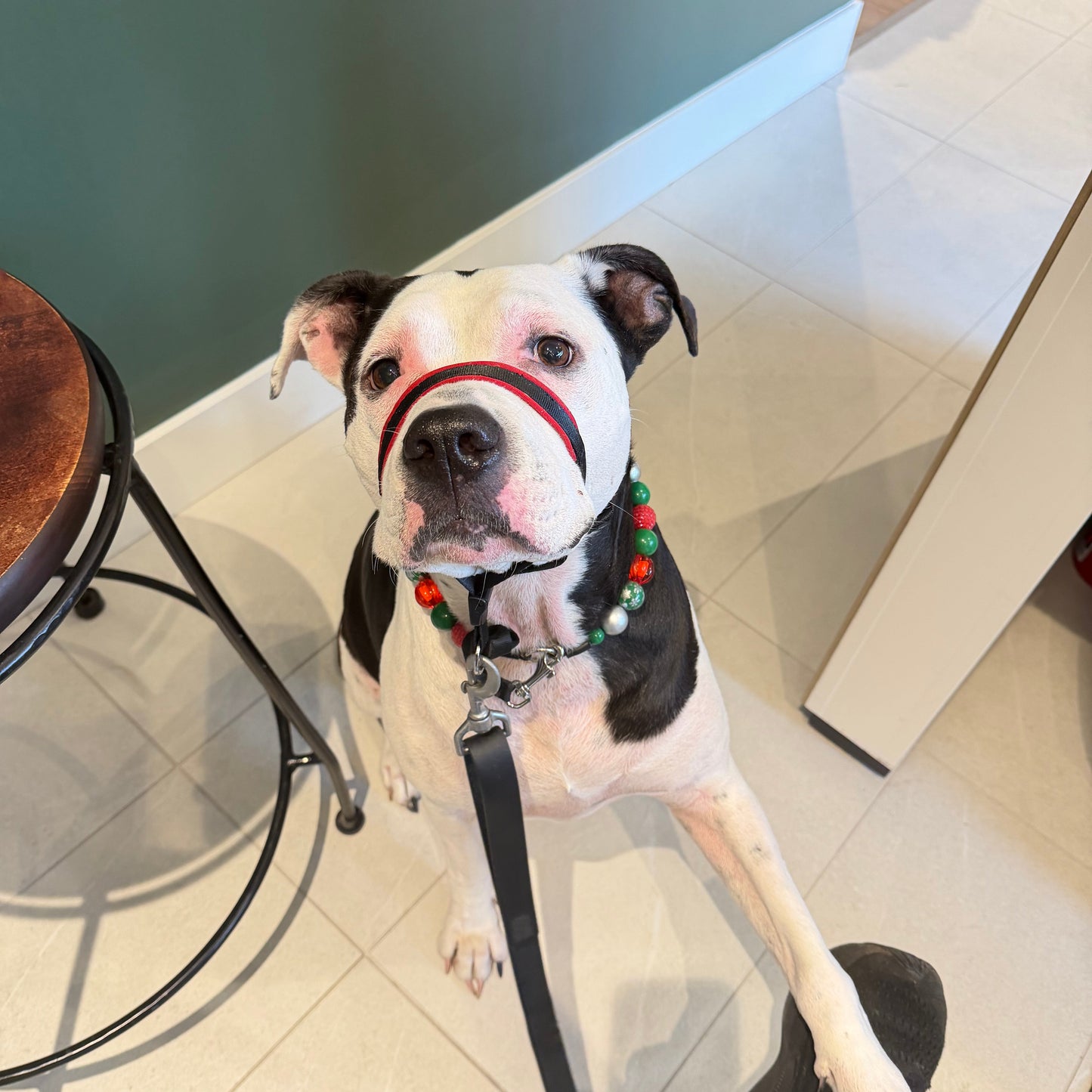 Dog lying on a glass floor with a person's hand holding a leash