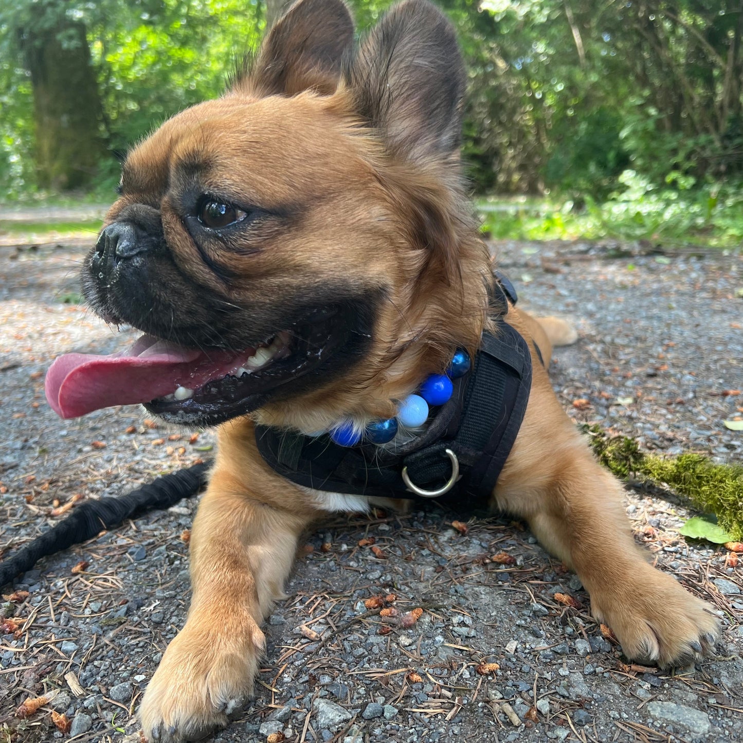 Blue slip on dog collar made with bright blue acrylic beads named the Skye and worn my a frenchie