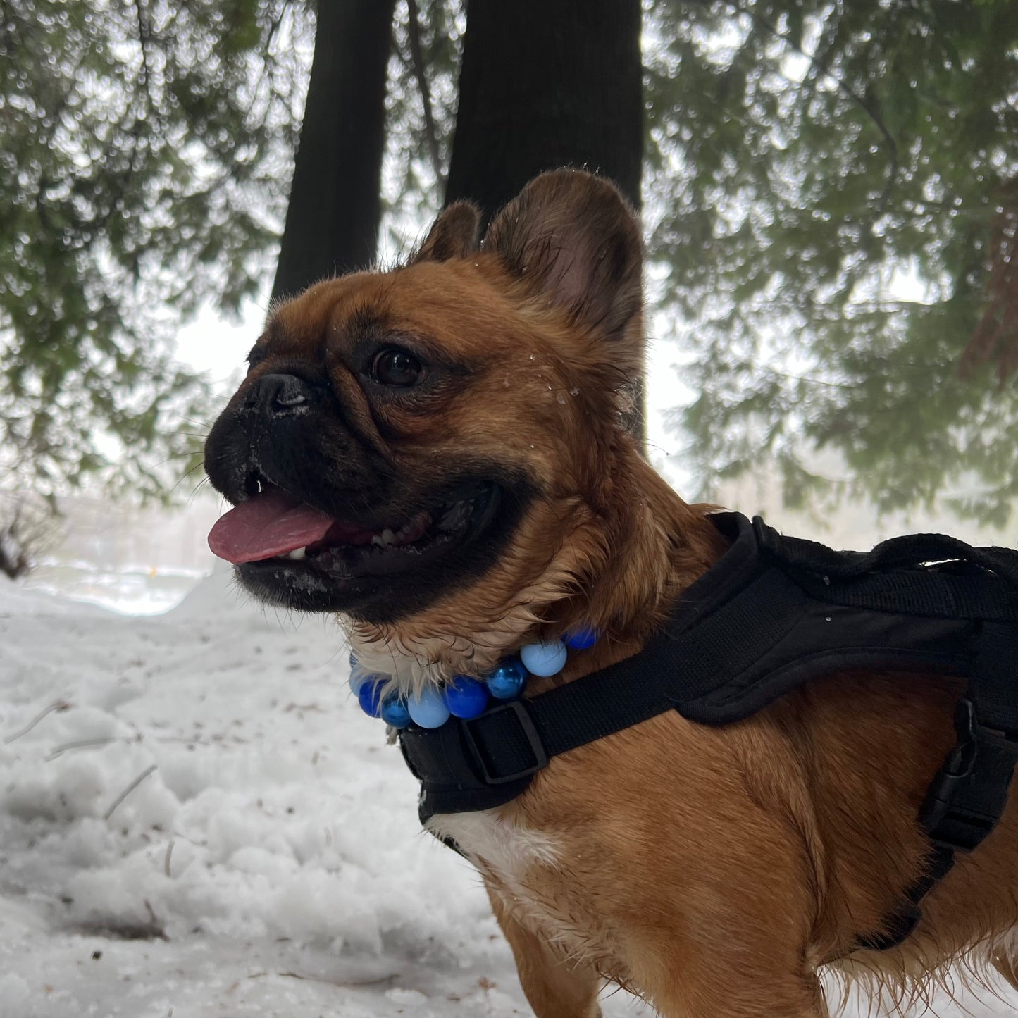 Blue acrylic bead dog collar