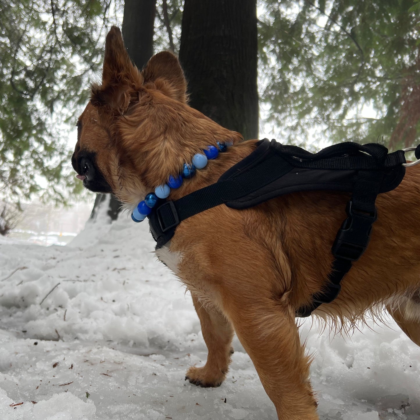 Furry Frenchie wearing a blue acrylic beaded slip on dog collar.