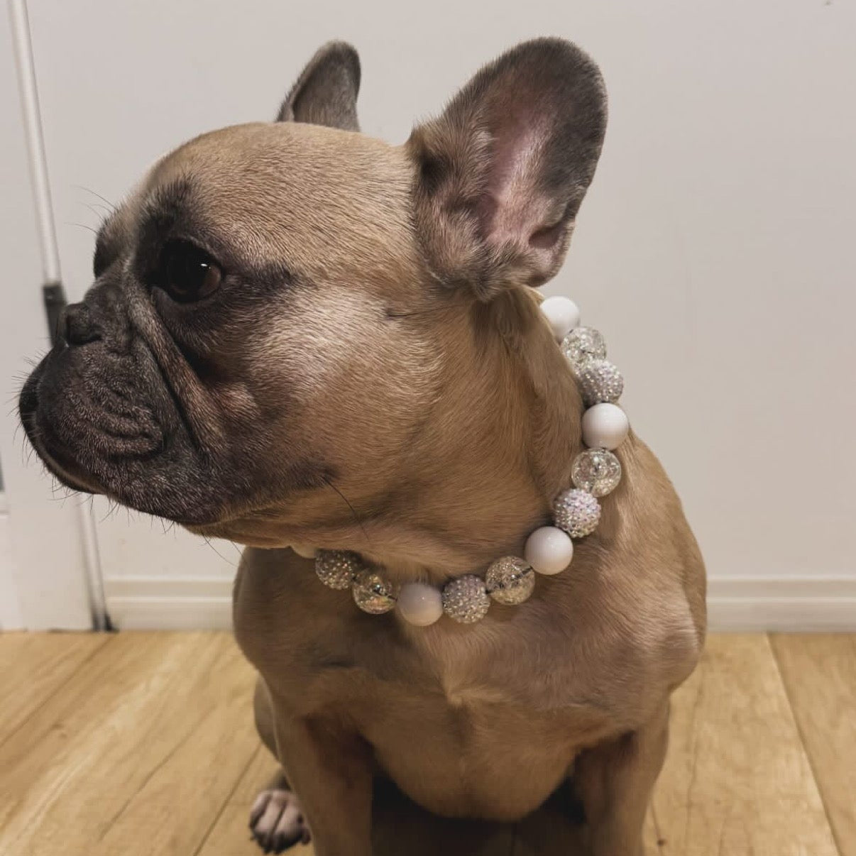 Dog wearing a decorative collar on a wooden floor with text overlay.