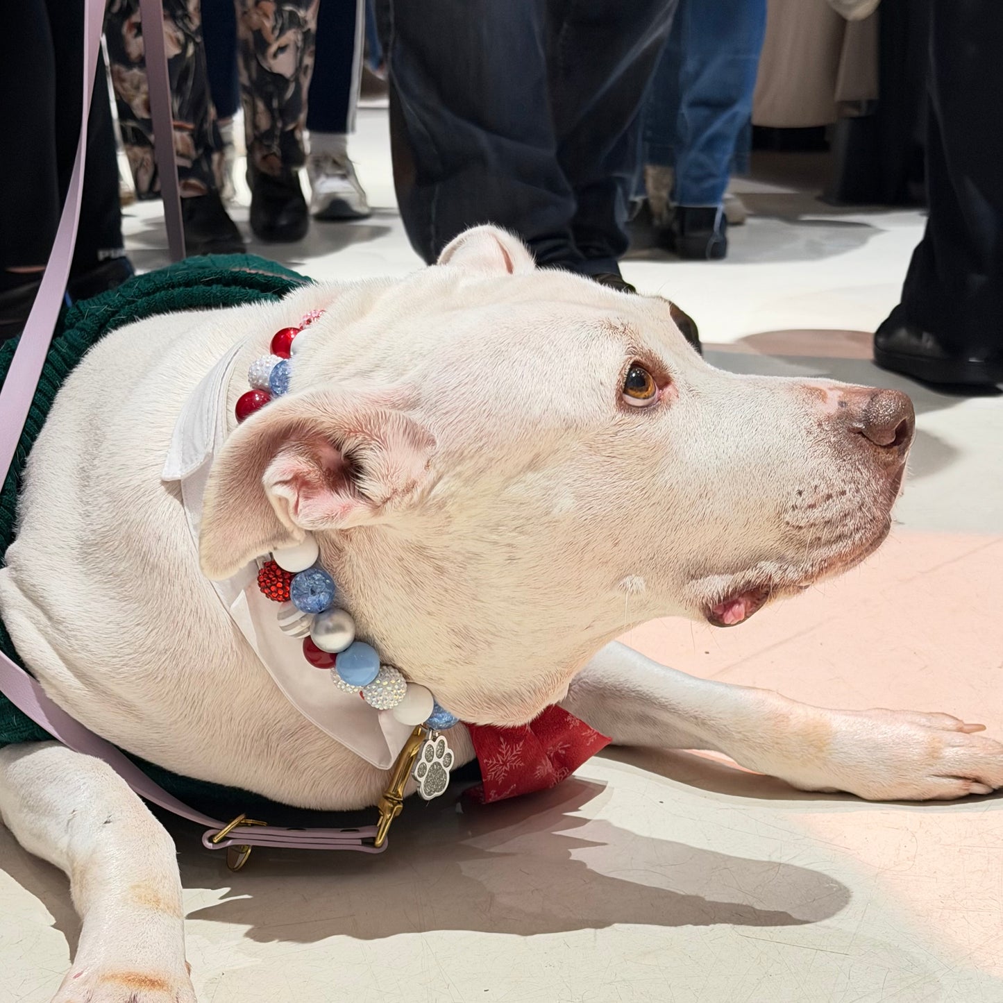 White dog lying on a sandy surface with people in the background