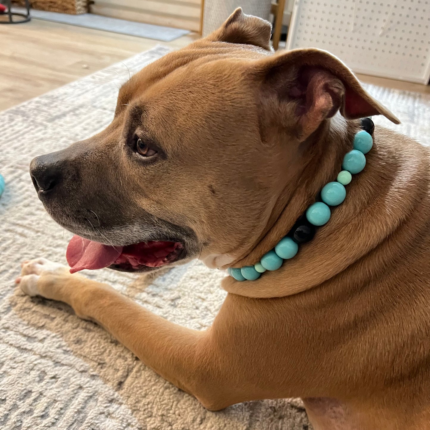 Brown dog wearing a turquoise beaded collar on a carpeted floor.