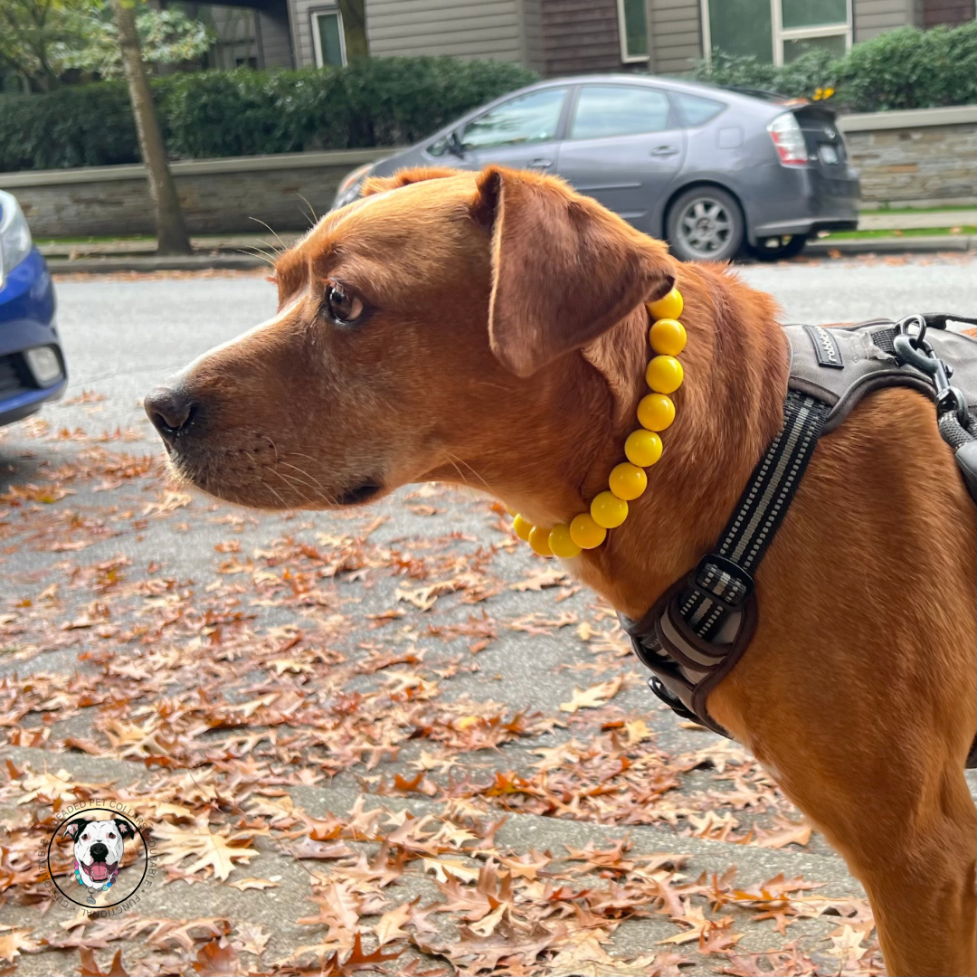 Pitbull mix dog wearing a yellow acrylic beaded dog collar named Sunflower.