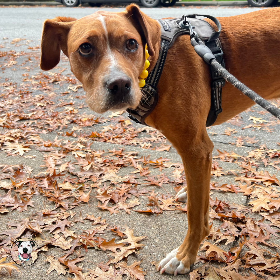 Pitbull mix wearing a yellow acrylic beaded slip on dog collar.