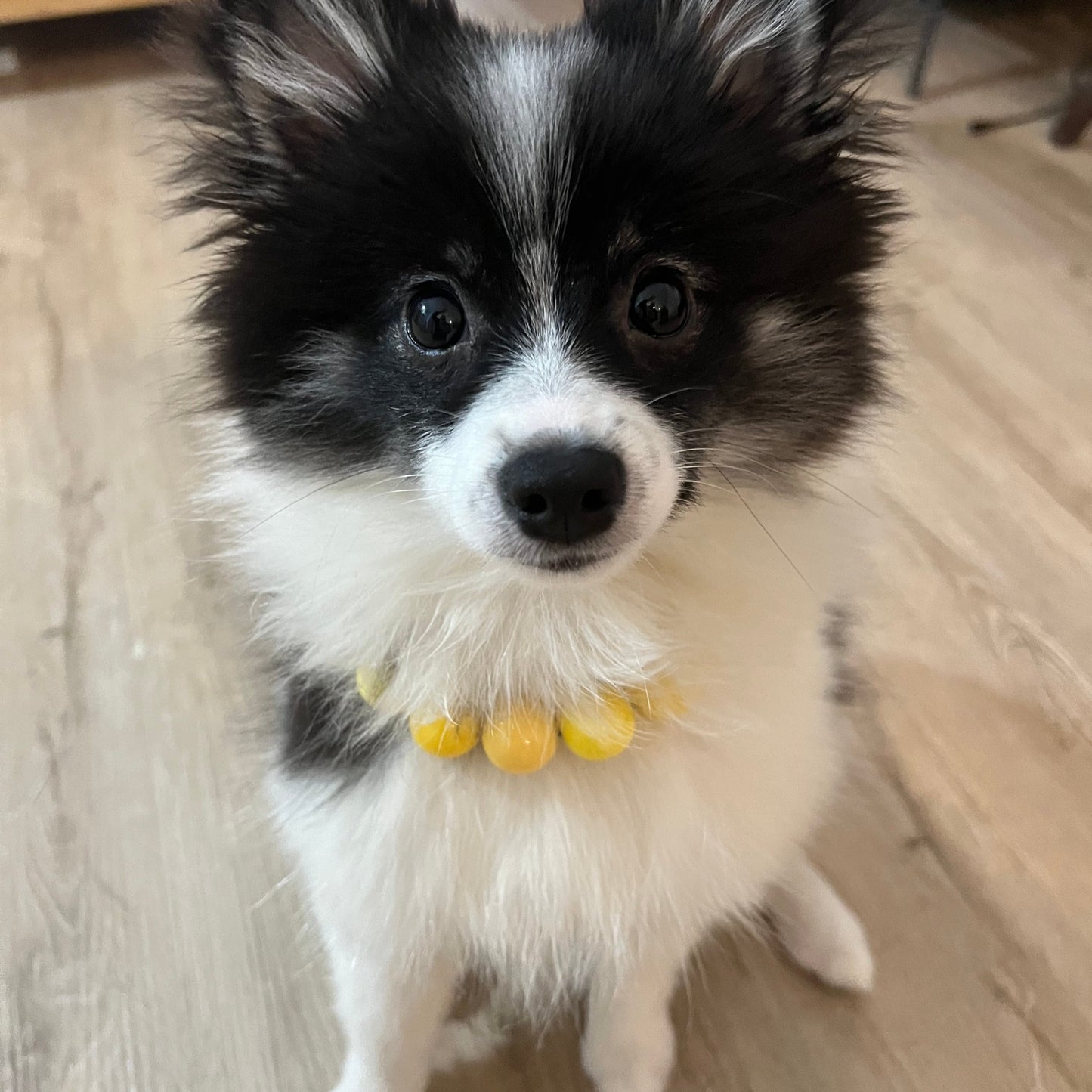 Pomsky dog wearing a acrylic beaded dog collar in the colours yellow named Sunflower