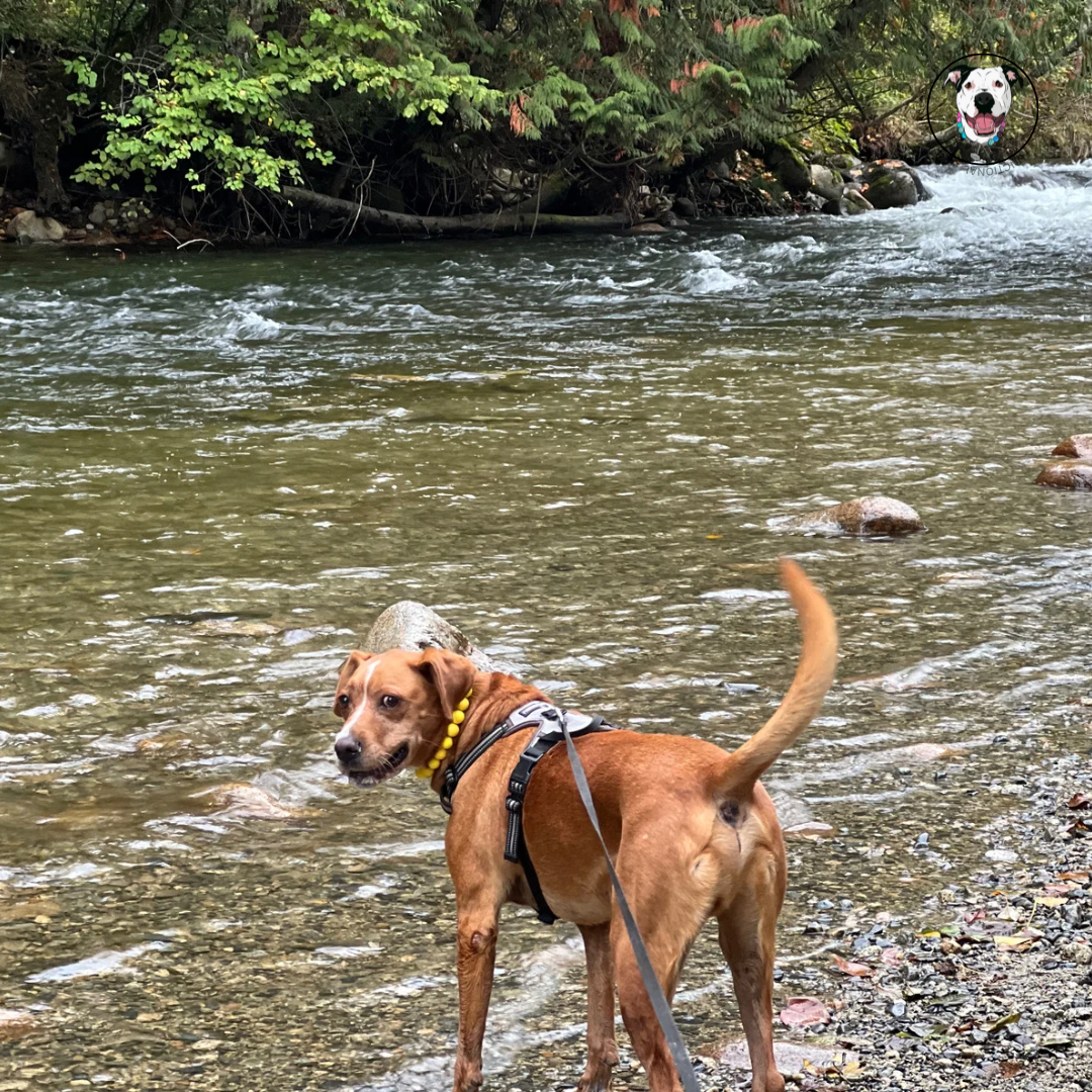 Pitbull mix breed dog in the Port Coquitlam river wearing a yellow acrylic beaded slip on style dog collar.