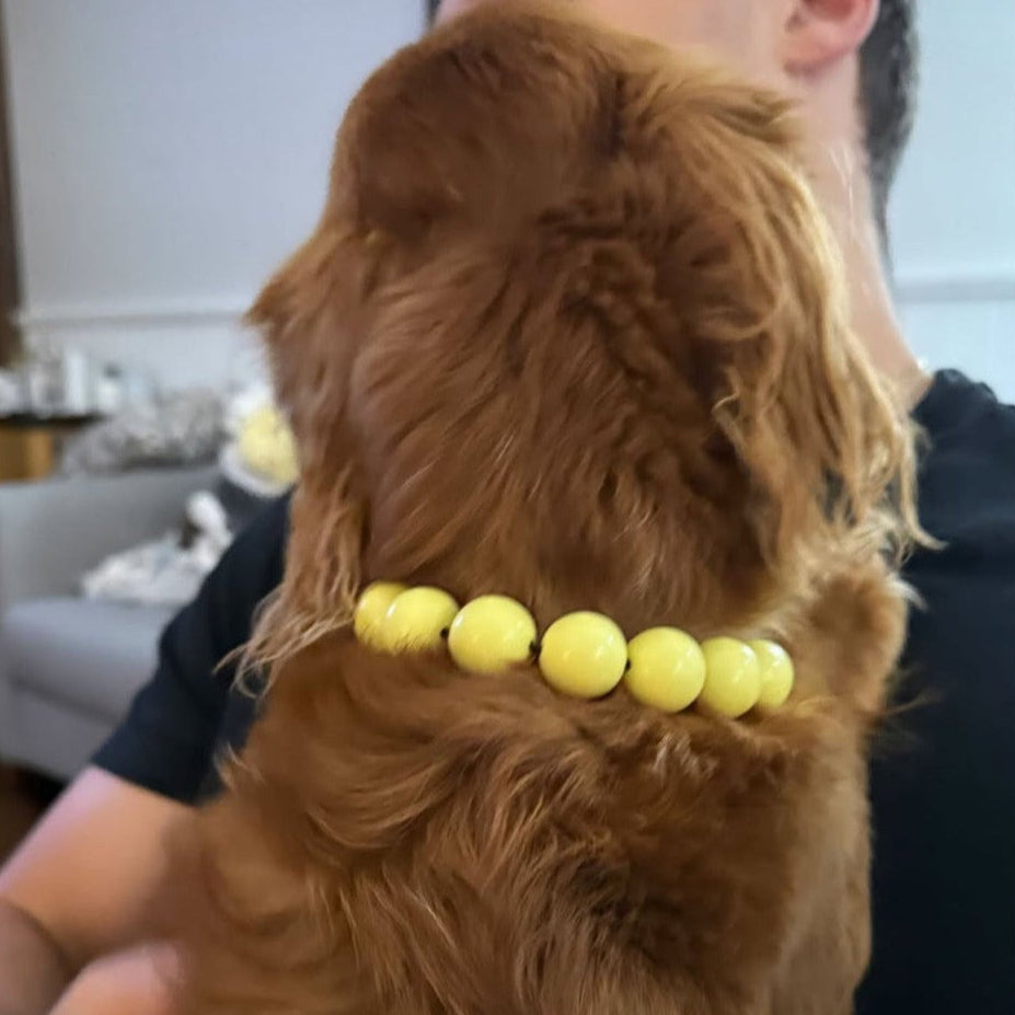 Brown dog wearing a yellow beaded collar with text overlay
