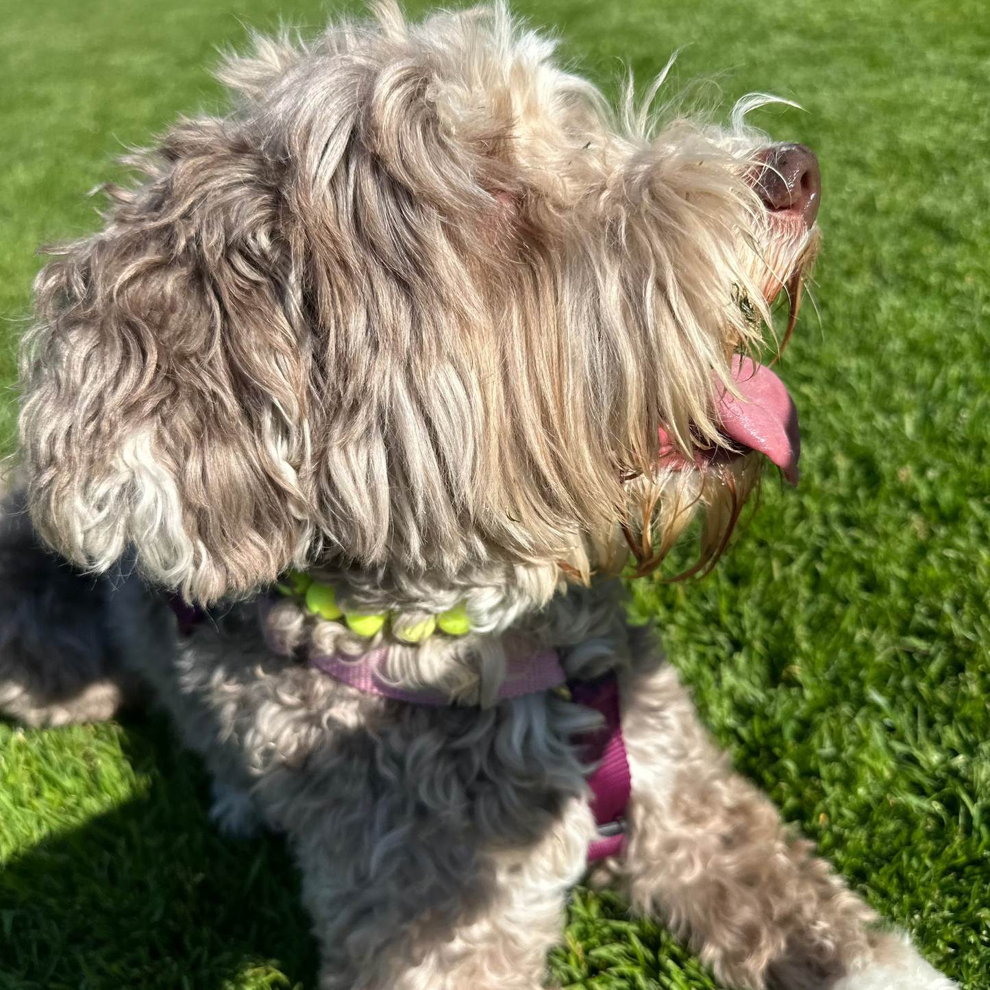 Mini SUNNY