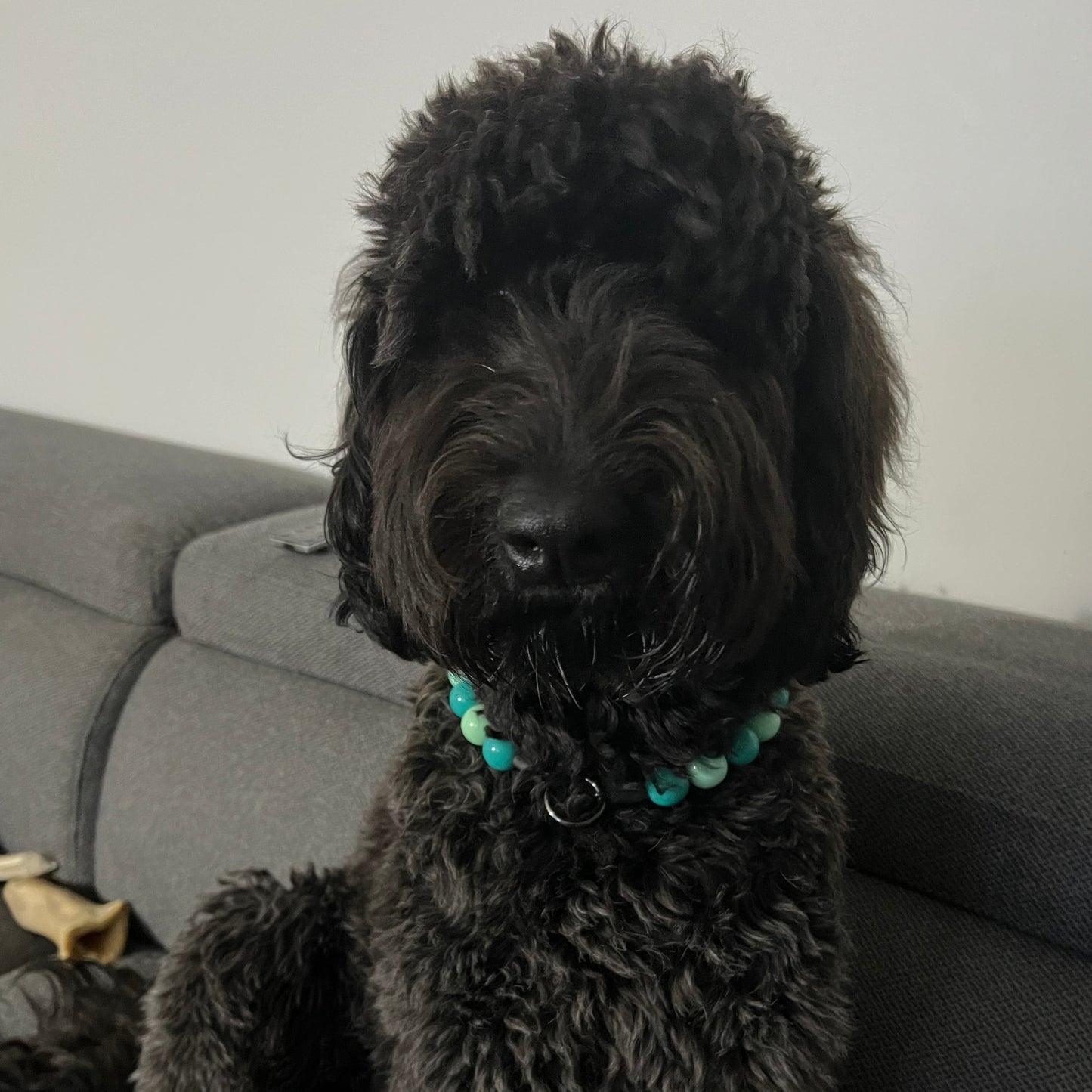Doodle wearing a teal acrylic beaded dog collar. Slip on style.
