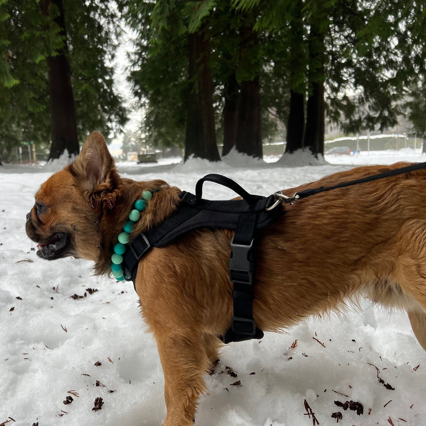 Furry Frenchie in the snow wearing a teal acrylic bead dog collar.