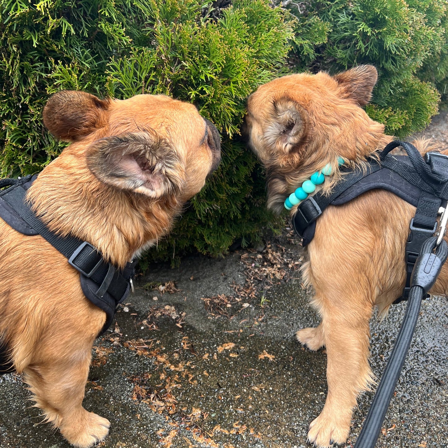Furry frenchies sniffing the trees. Dogs are wearing a slip on beaded collar in the colours teal.