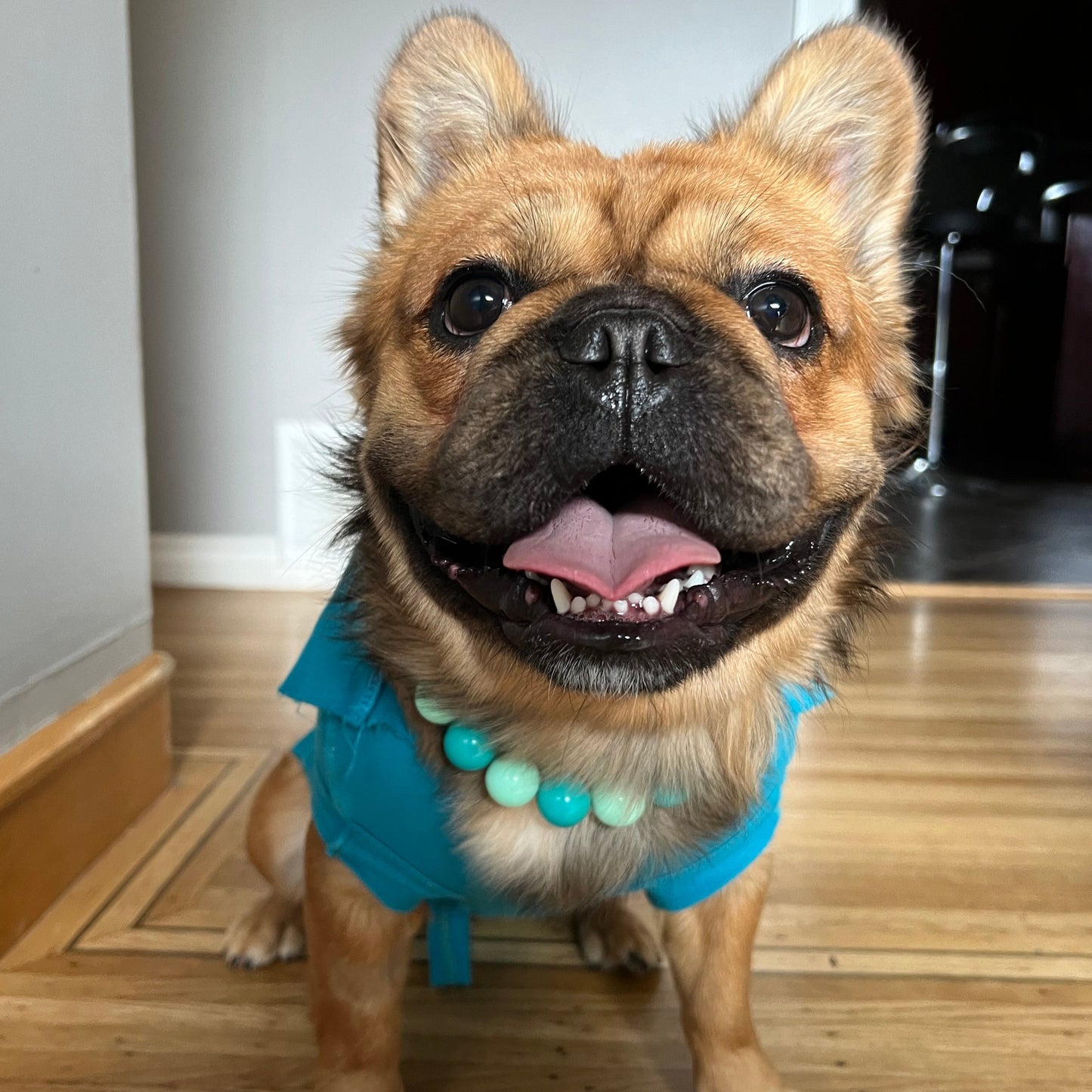 Furry Frenchie wearing a slip on beaded dog collar while smiling on some stairs. Collar colours are teal.