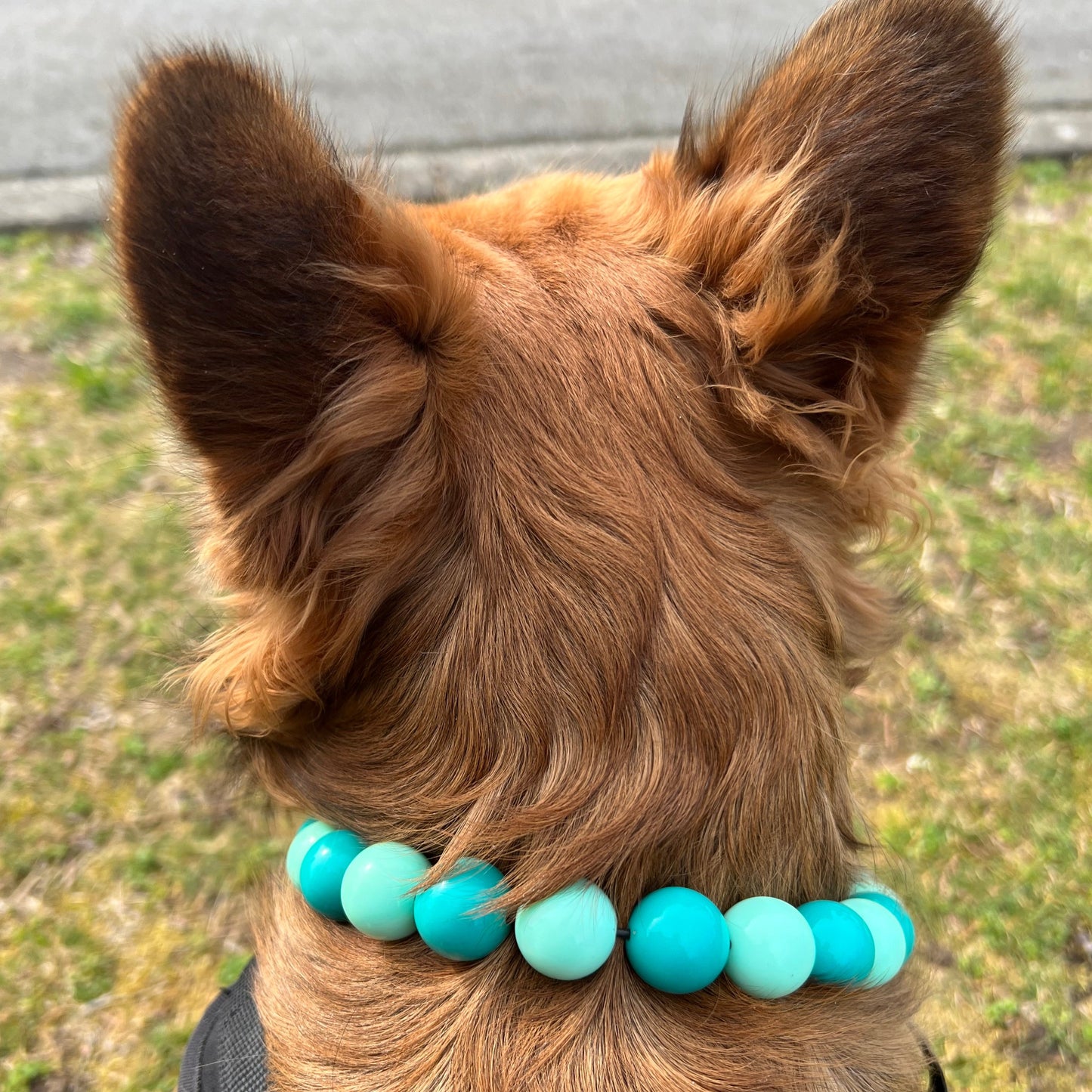 Furry Frenchie wearing a teal beaded slip on dog collar.