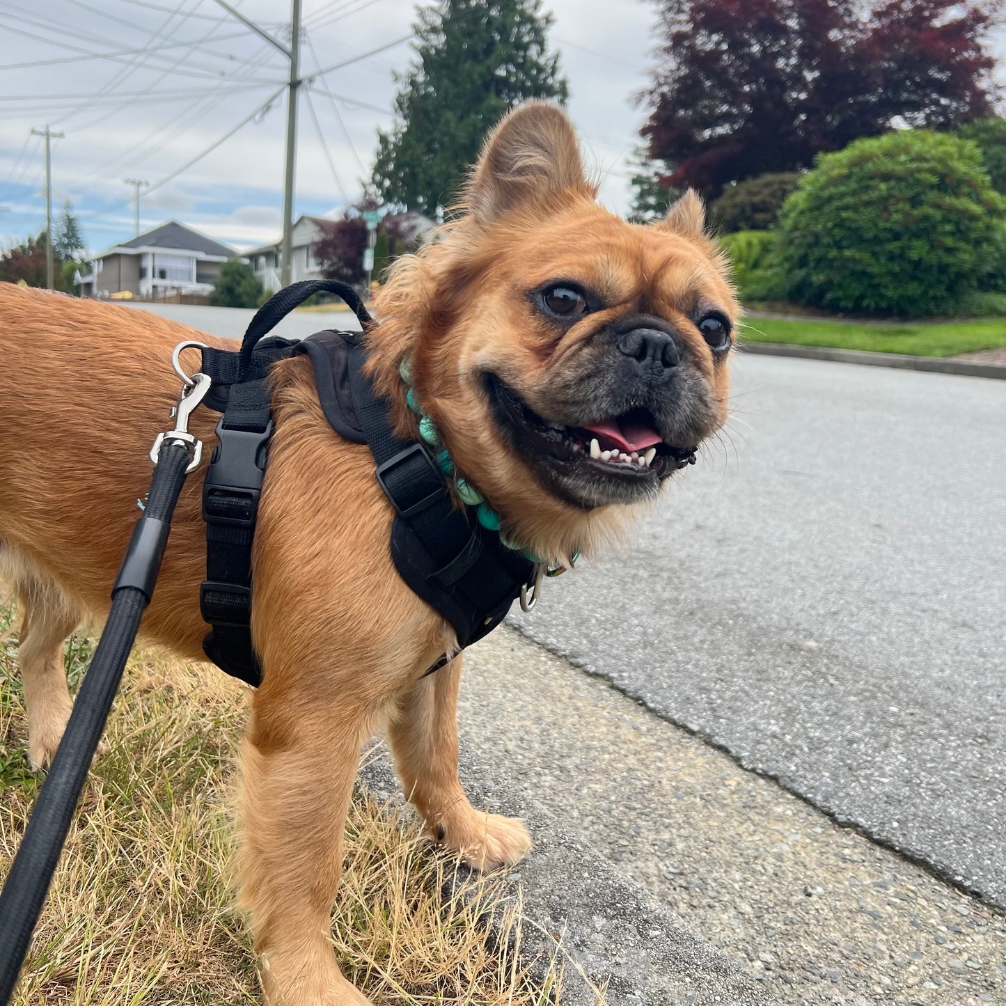 Small dog on a leash standing on a sidewalk with a suburban background
