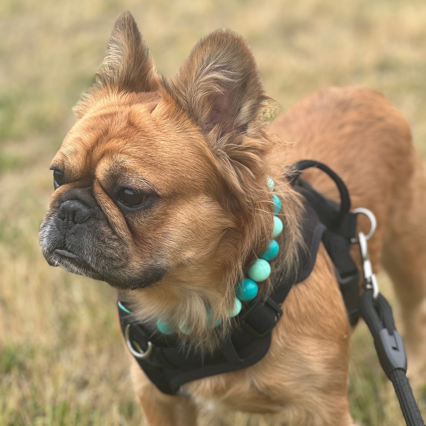 Dog wearing a black harness and turquoise beads in a natural setting