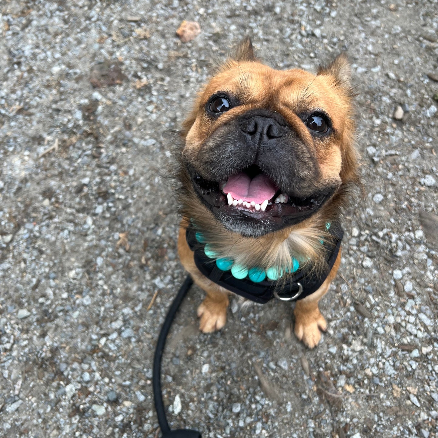 TILLIE