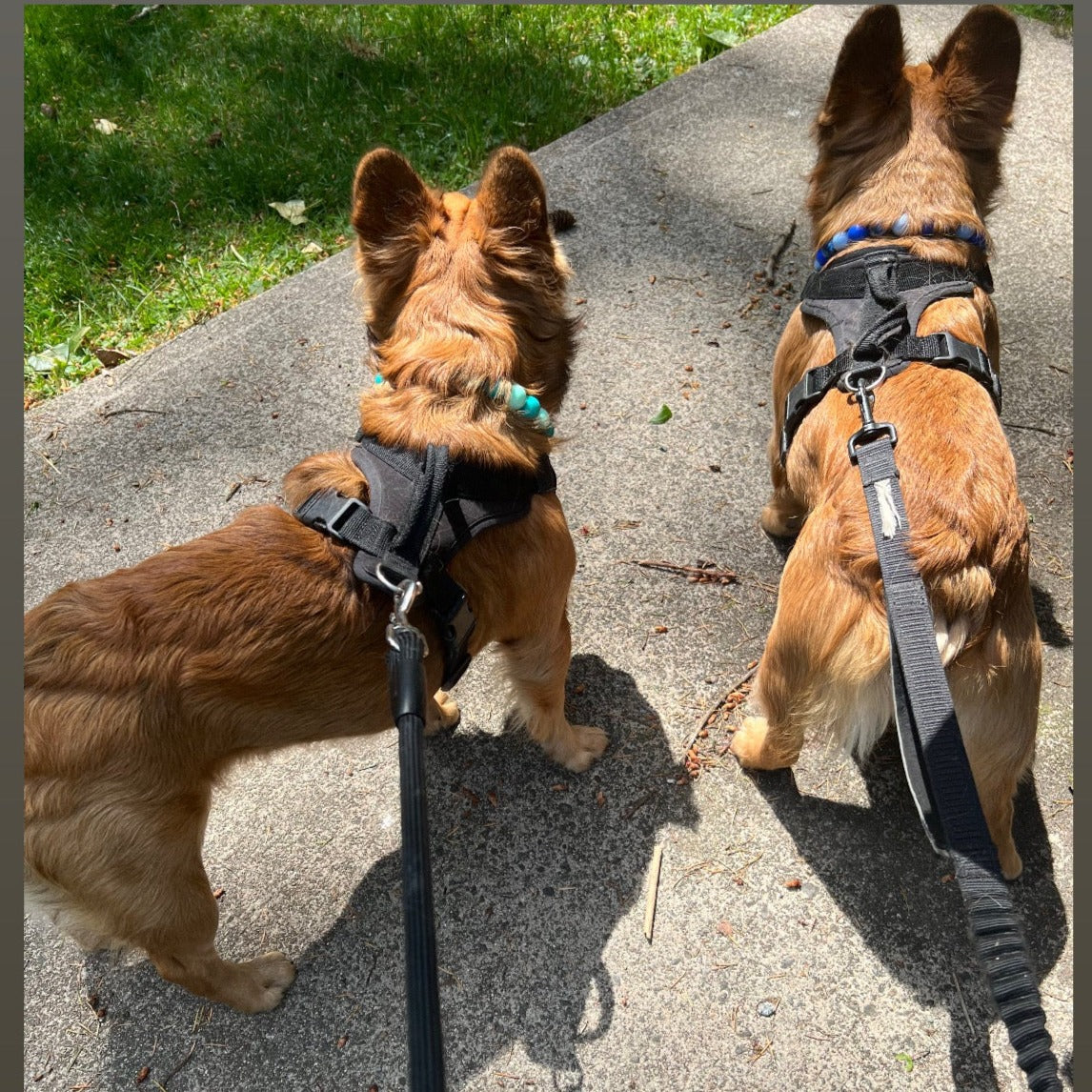 Furry frenchies wearing slip on acrylic bead dog collars.