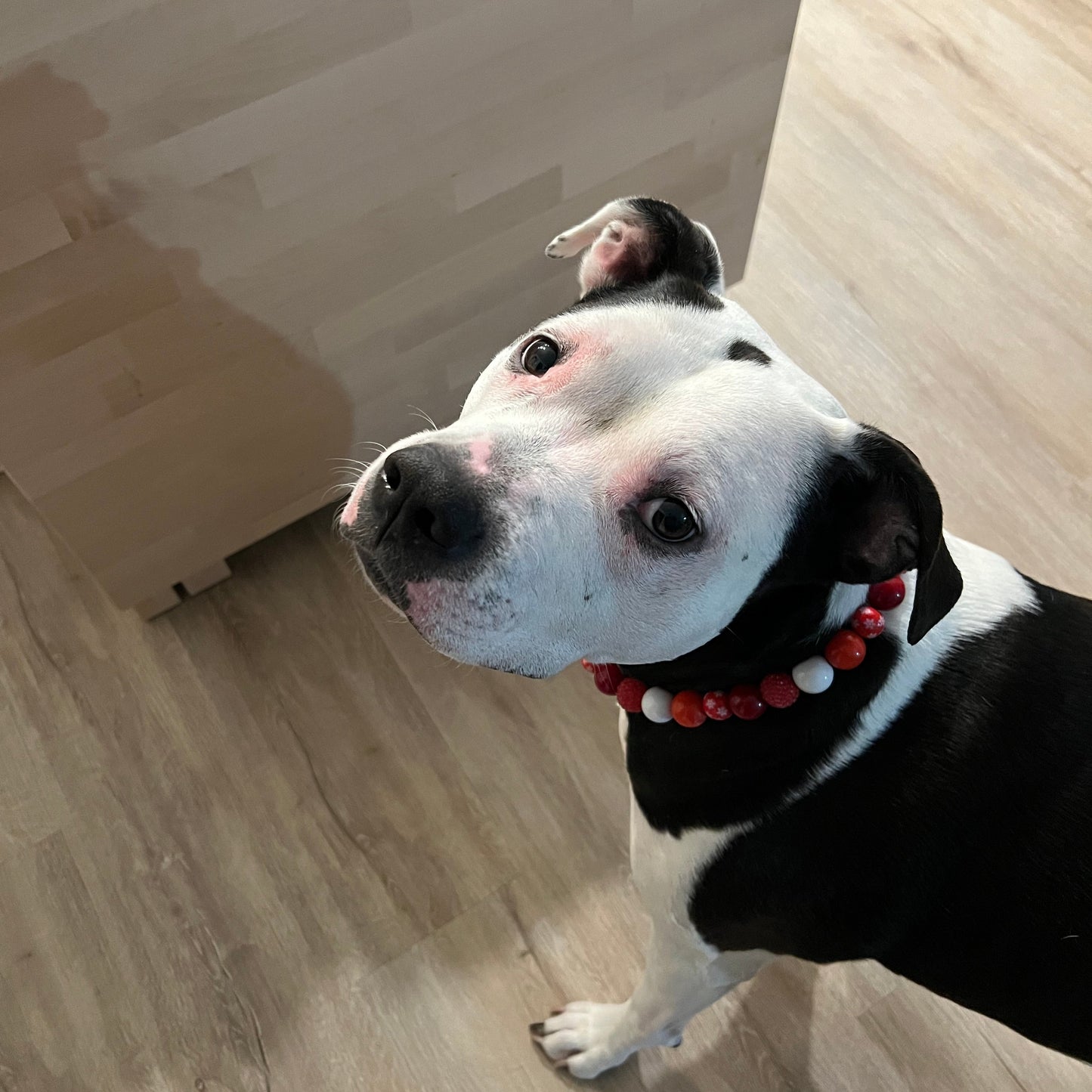 Black and white dog with a red collar standing on a wooden floor