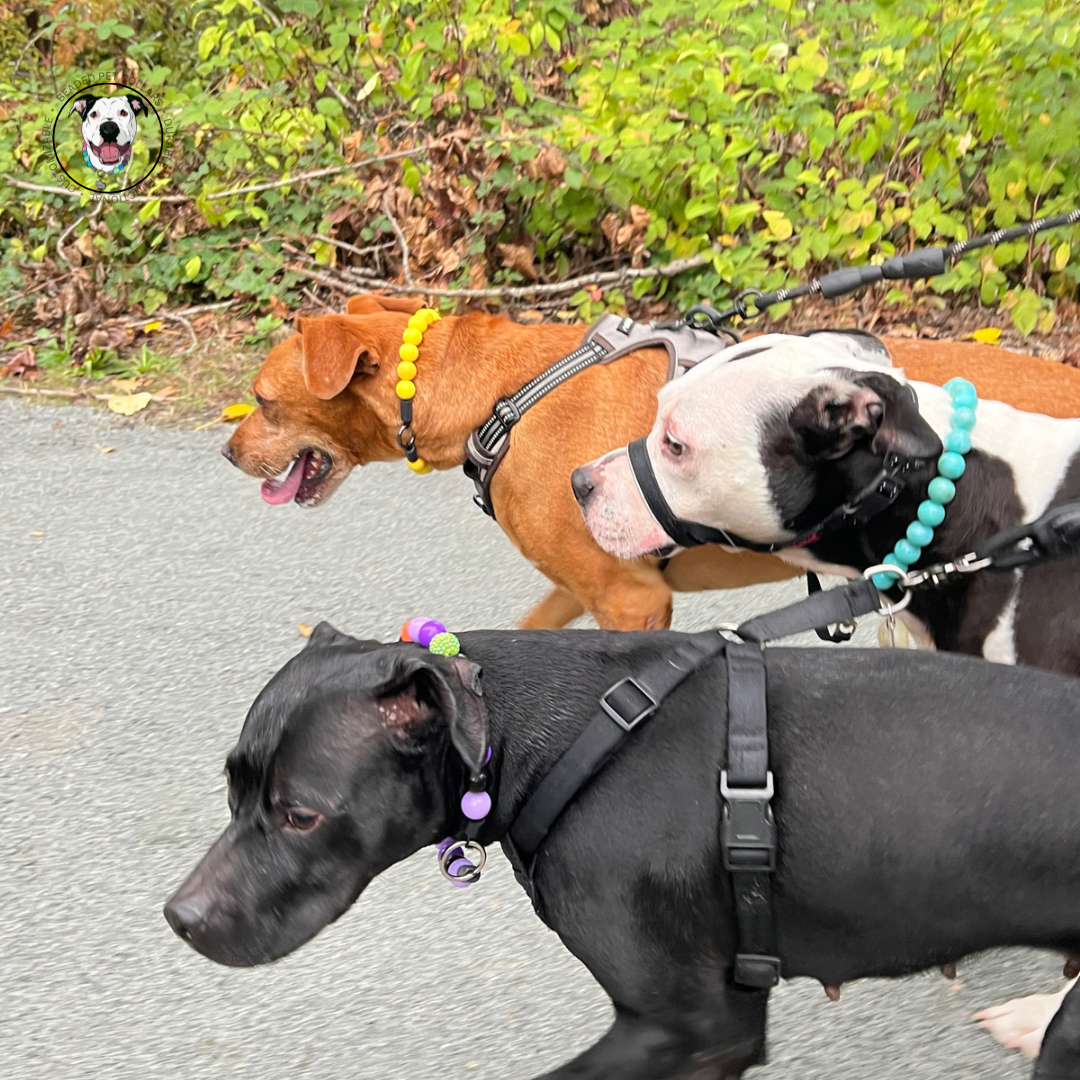 Walking dogs - The Poseidon - water collection - Slip on Beaded Pet Collar - Made with marbled blue acrylic beads - aircraft stainless steel and a o ring - Durable - handmade - customizable