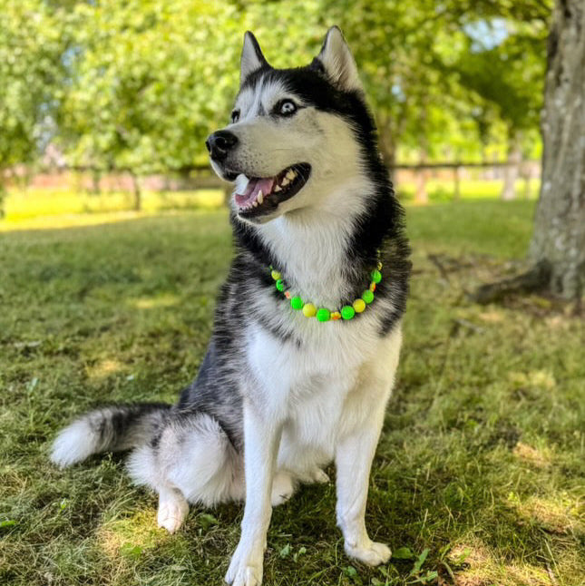 Husky dog sitting on grass with a colorful collar in a park setting