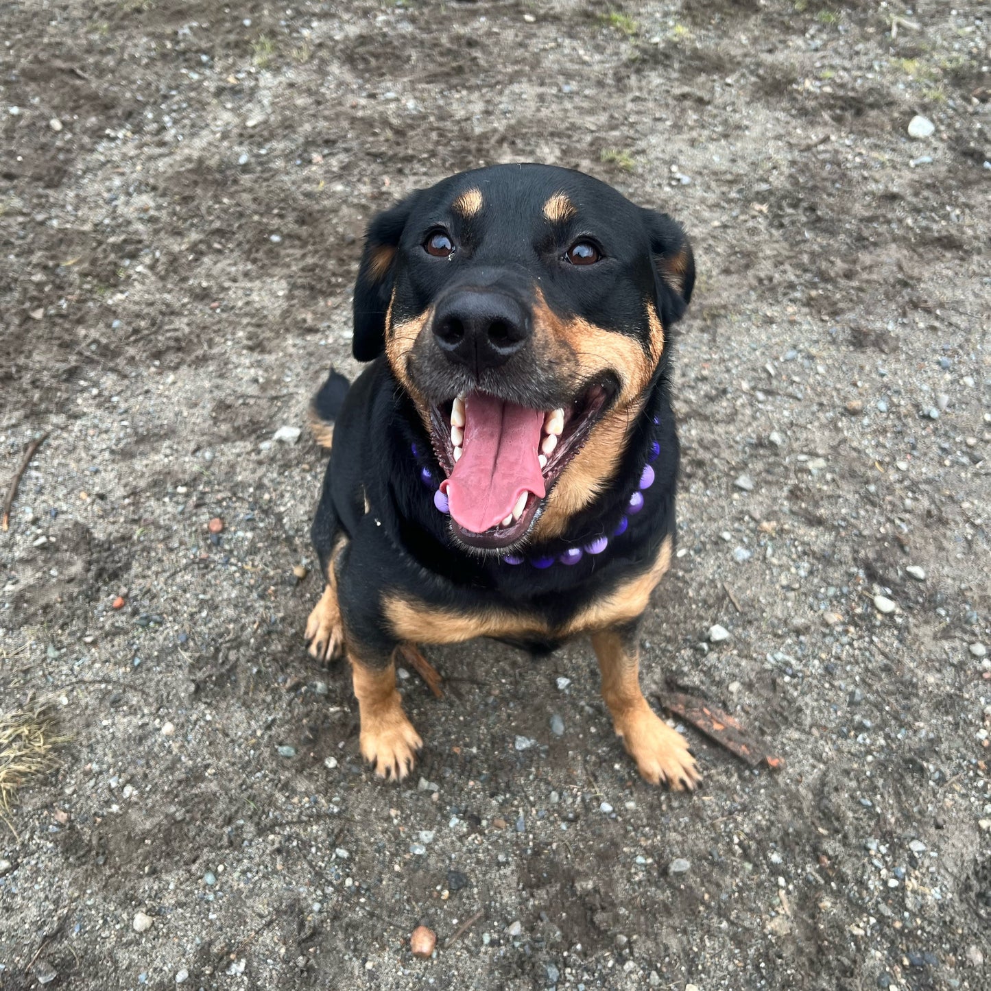 Dog with a happy expression on a concrete surface