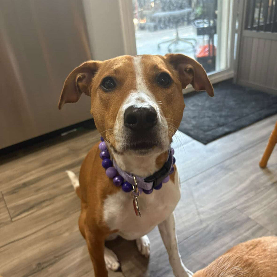 Dog wearing a purple collar with beads indoors