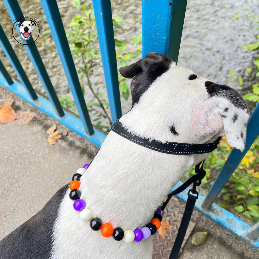 Dog on a bridge wearing the an acrylic beaded pet collar named the Voodoo. Halloween theme dog collar.