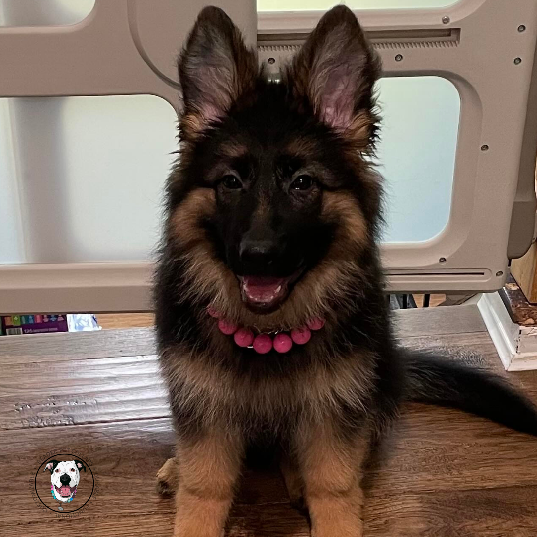 German shepherd puppy wearing a bright pink acrylic beaded dog collar. Slip on style with an o ring.