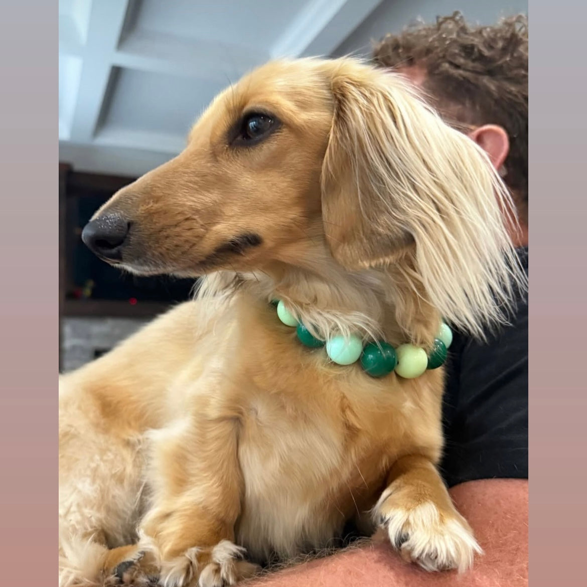 Dog with a green beaded collar sitting on a person's lap indoors.